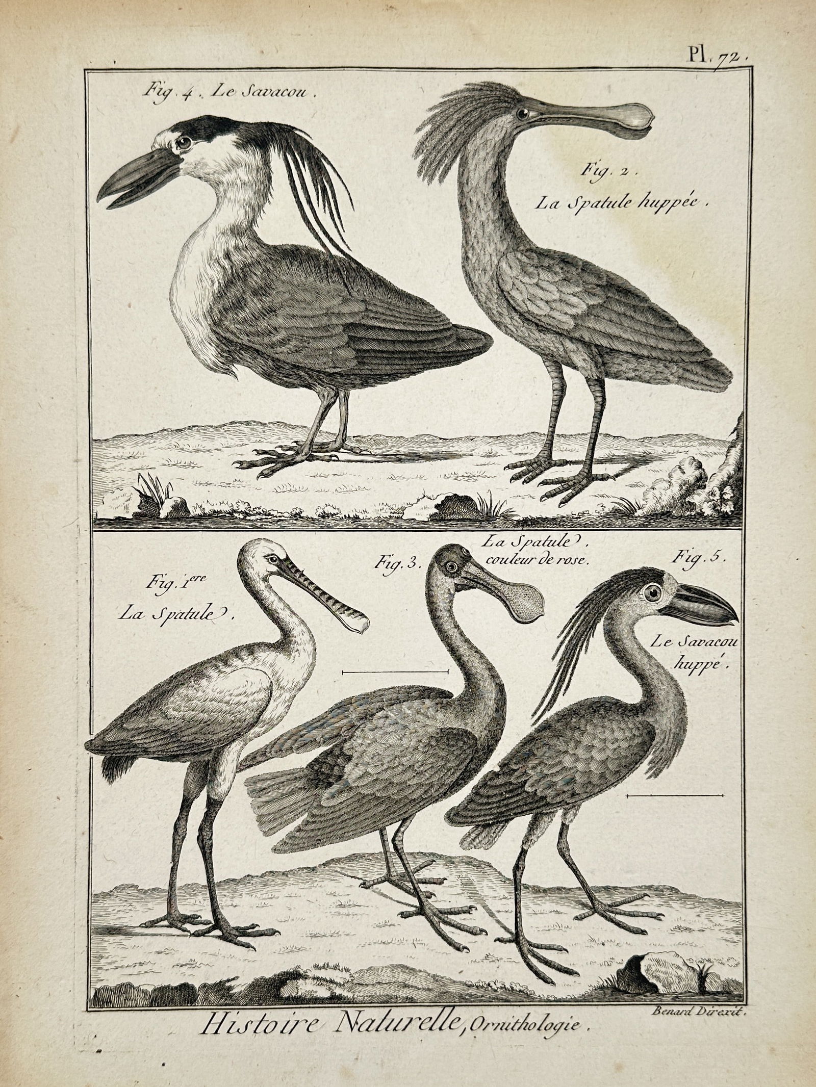 Robert Bénard (1734–1777) – Natural History Study of Spoonbills and the Boat-billed Heron – (1 of 3)