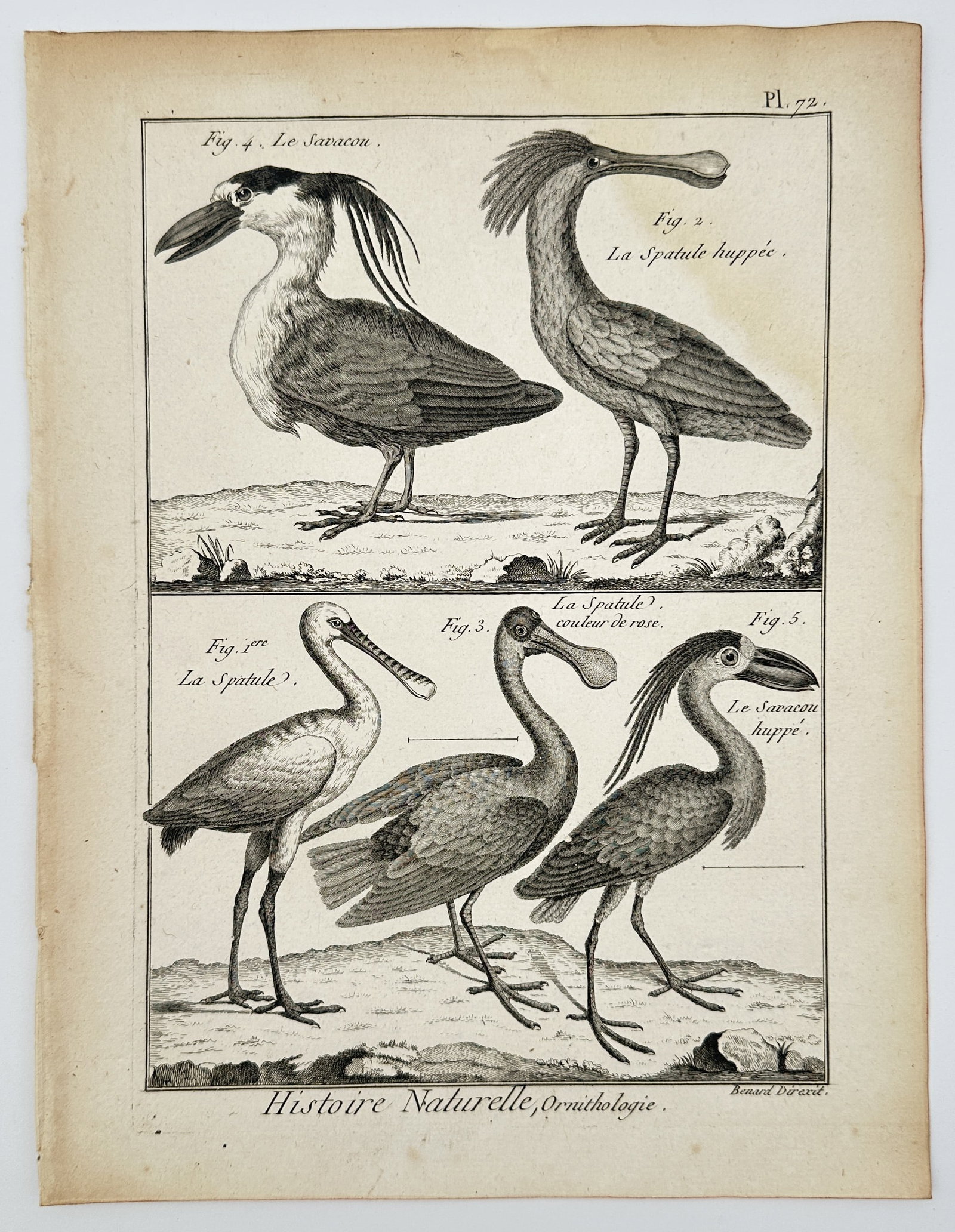 Robert Bénard (1734–1777) – Natural History Study of Spoonbills and the Boat-billed Heron – - 2