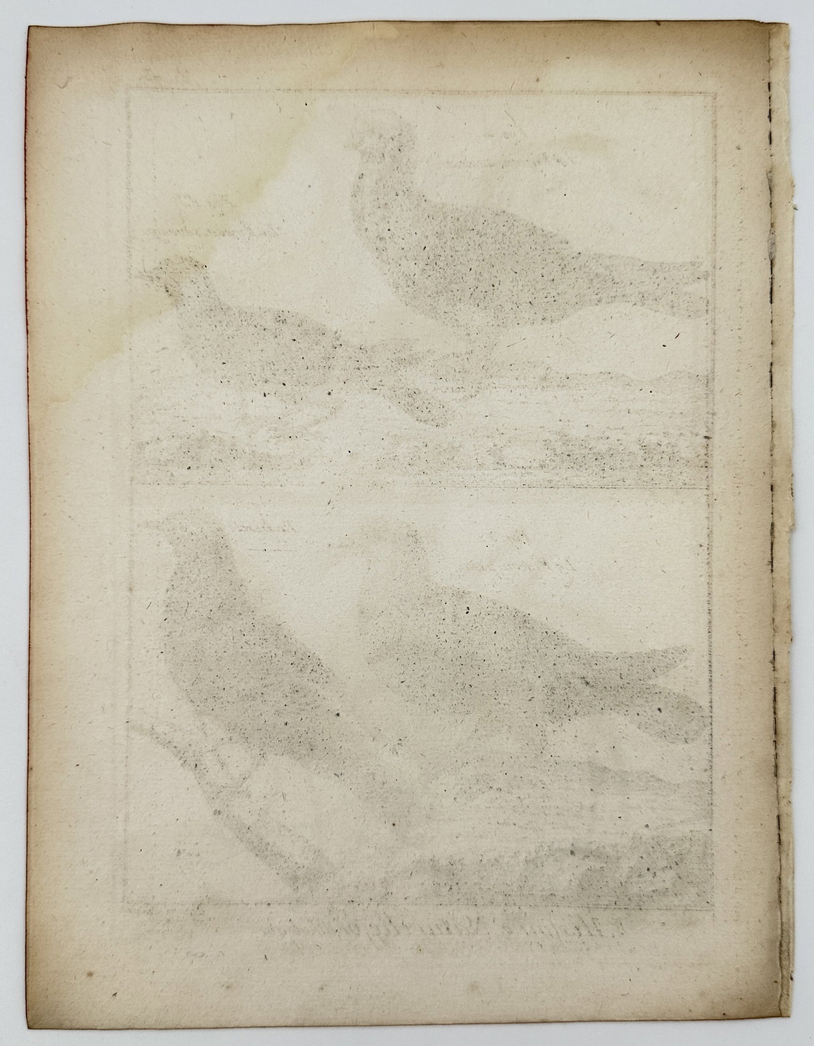Robert Bénard (1734–1777) – Natural History Study of Spoonbills and the Boat-billed Heron – - 3