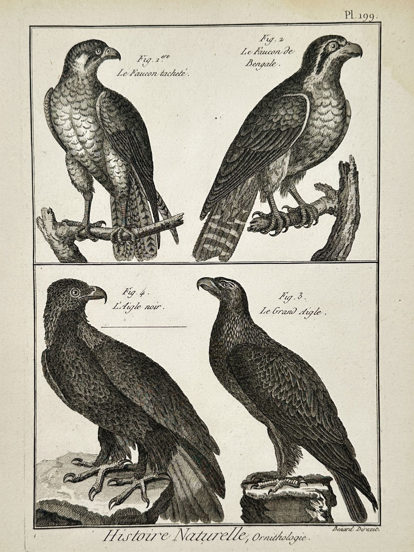 Robert Bénard (1734–1777) – Natural History Study of Eagles and Falcons – Engraving (1771) (1 of 2)