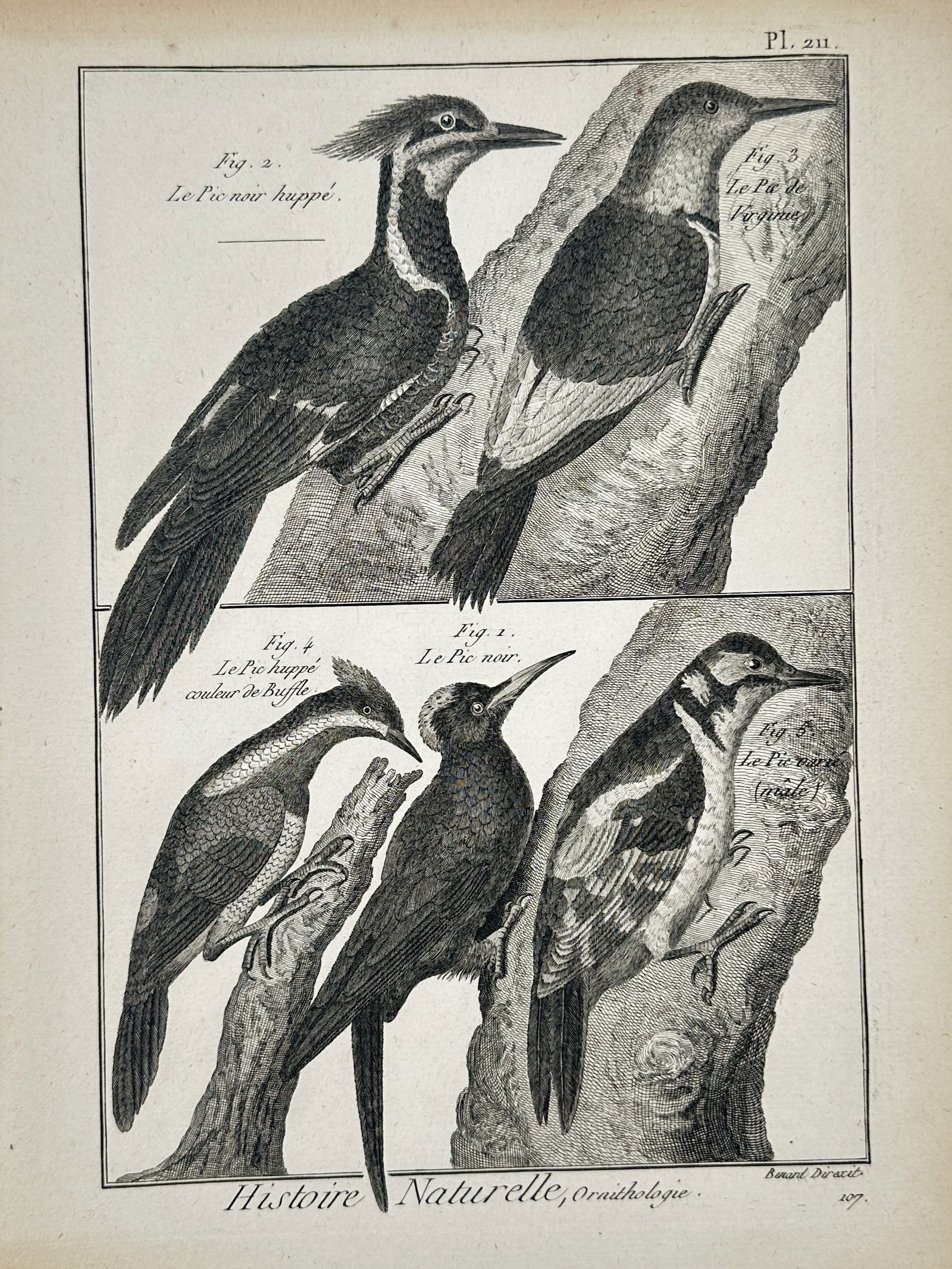 Robert Bénard (1734–1777) – Natural History Study of Woodpeckers – Engraving (1771) (1 of 2)