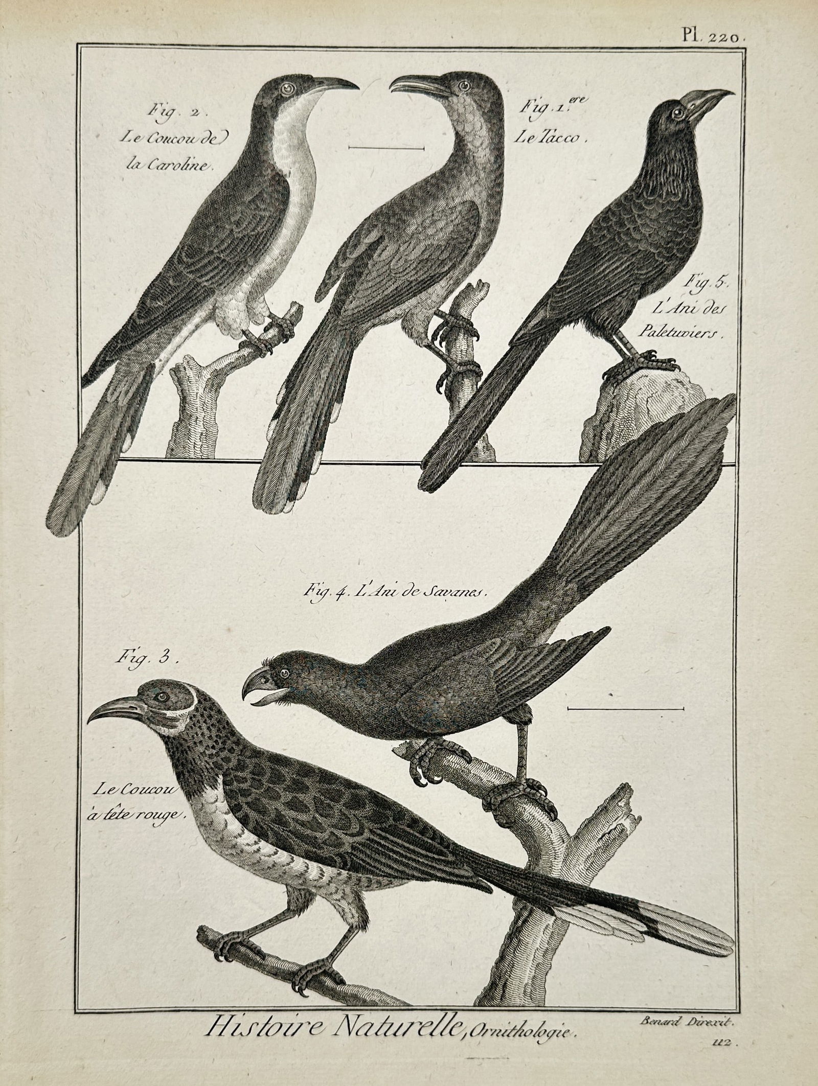 Robert Bénard (1734–1777) – Natural History Study of Cuckoos and Anis – Engraving (1771) (1 of 3)