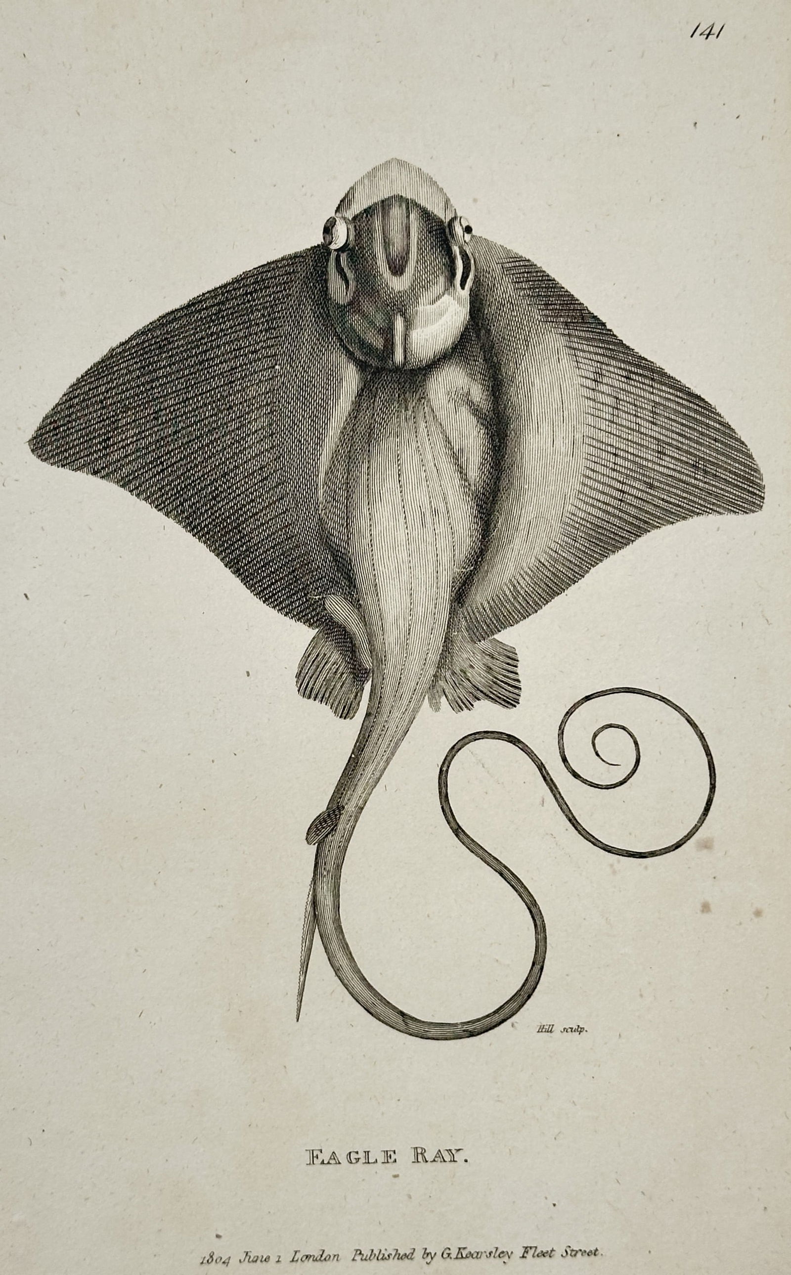 George Shaw (1751–1813) – Eagle Ray – Engraving (1804): Eagle Ray. This engraving presents a detailed ichthyological study of an eagle ray, viewed from a dorsal perspective to highlight its expansive, wing-like pectoral fins and distinctive angular snout.