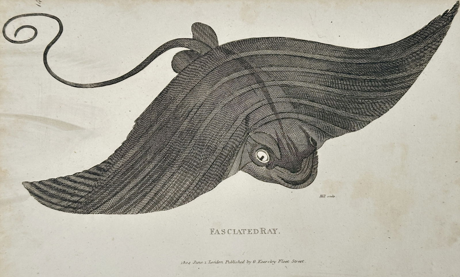 George Shaw (1751–1813) – Fasciated Ray – Engraving (1804): Fasciated Ray. This engraving presents an ichthyological study of a Fasciated Ray, captured in a dynamic lateral-dorsal perspective that emphasizes its streamlined, flattened body and the rhythmic pat