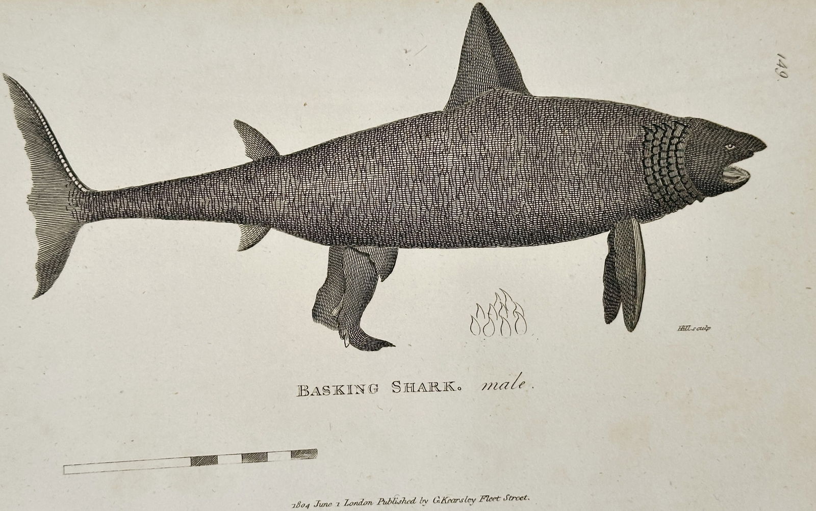 George Shaw (1751–1813) – Basking Shark (Male) – Engraving (1804): Basking Shark, Male. This engraving presents a detailed ichthyological study of a male Basking Shark (Cetorhinus maximus), depicted in a full lateral profile. The artist utilizes systematic cross-hatc