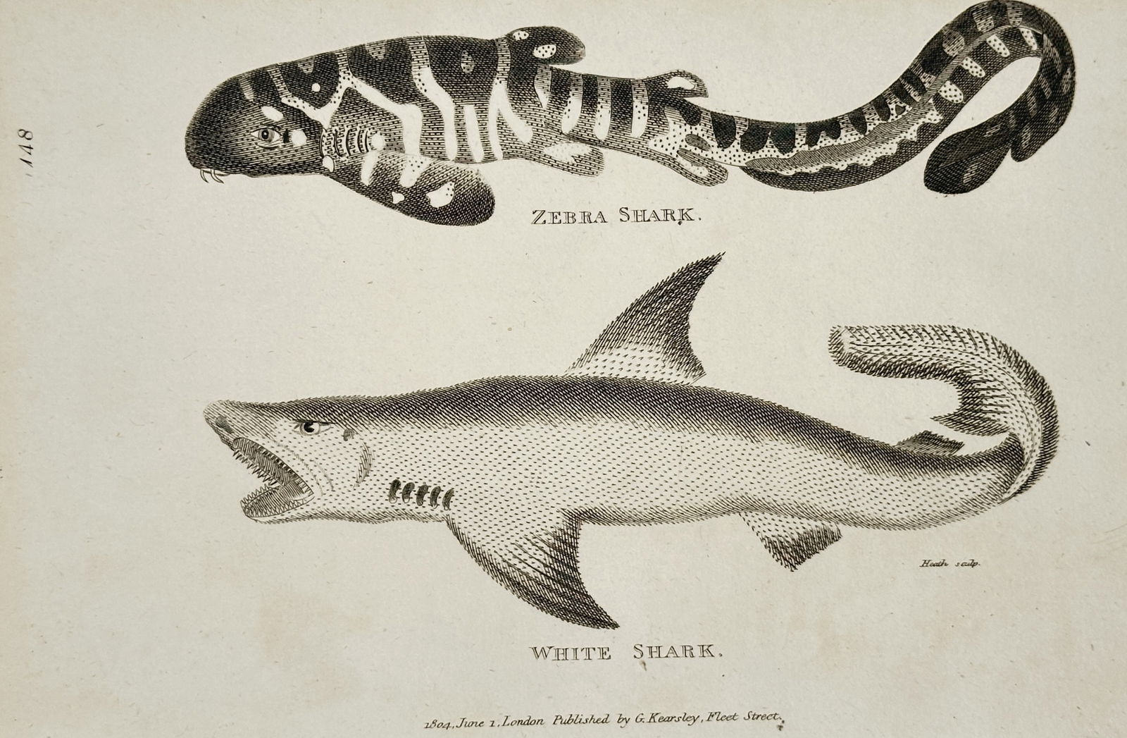 George Shaw (1751–1813) – Zebra Shark and White Shark – Engraving (1804) (1 of 2)