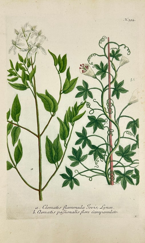 Johann Wilhelm Weinmann - Clematis flammula & Clematis passionalis - Hand-coloured (1 of 2)