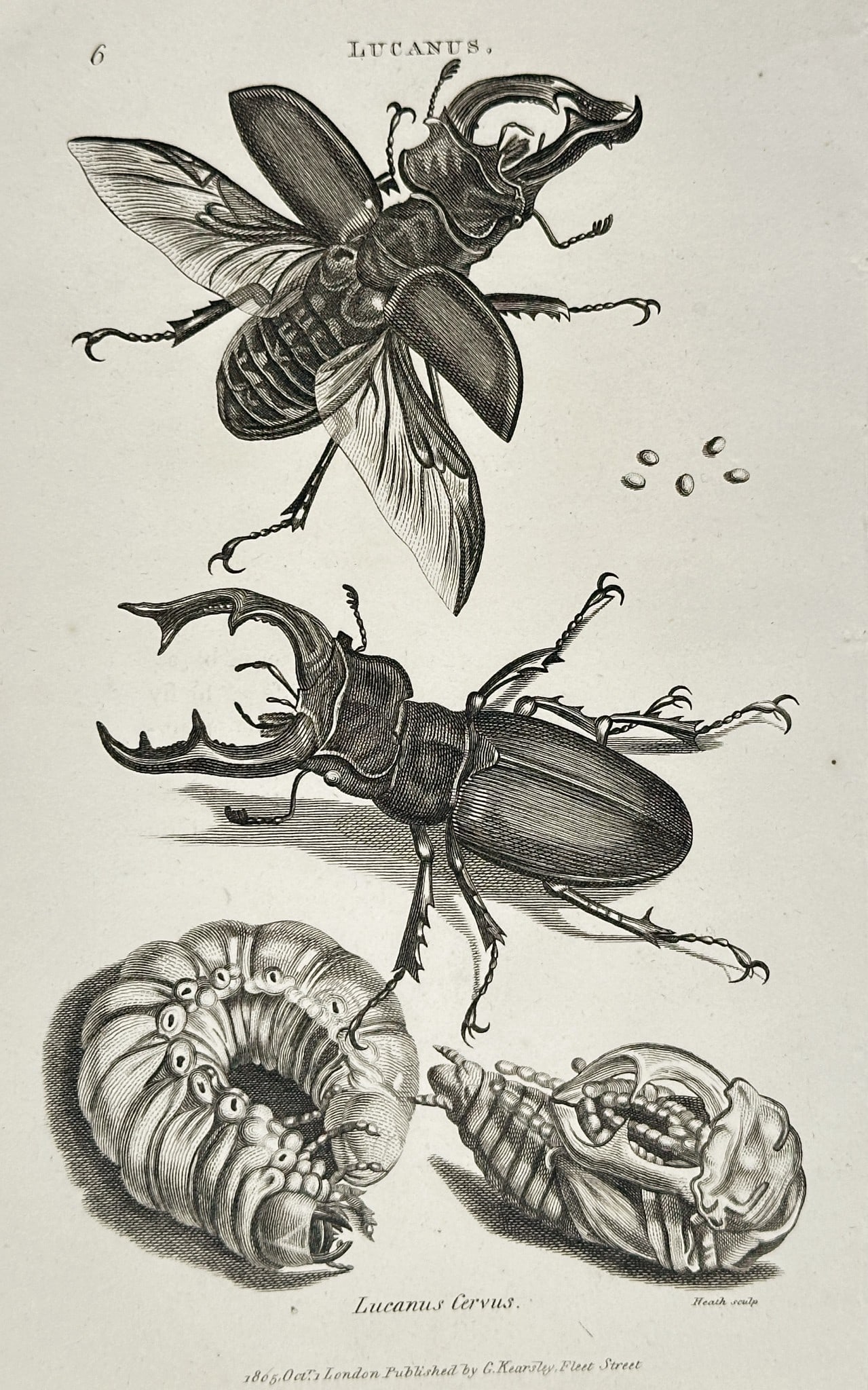 George Shaw (1751–1813) – Lucanus (Cervus) – Engraving (c. 1800): This detailed zoological illustration depicts a Lucanus (Cervus). The print was printed in London.George Shaw was a prominent English naturalist, botanist, and zoologist of the late 18th and early 19t