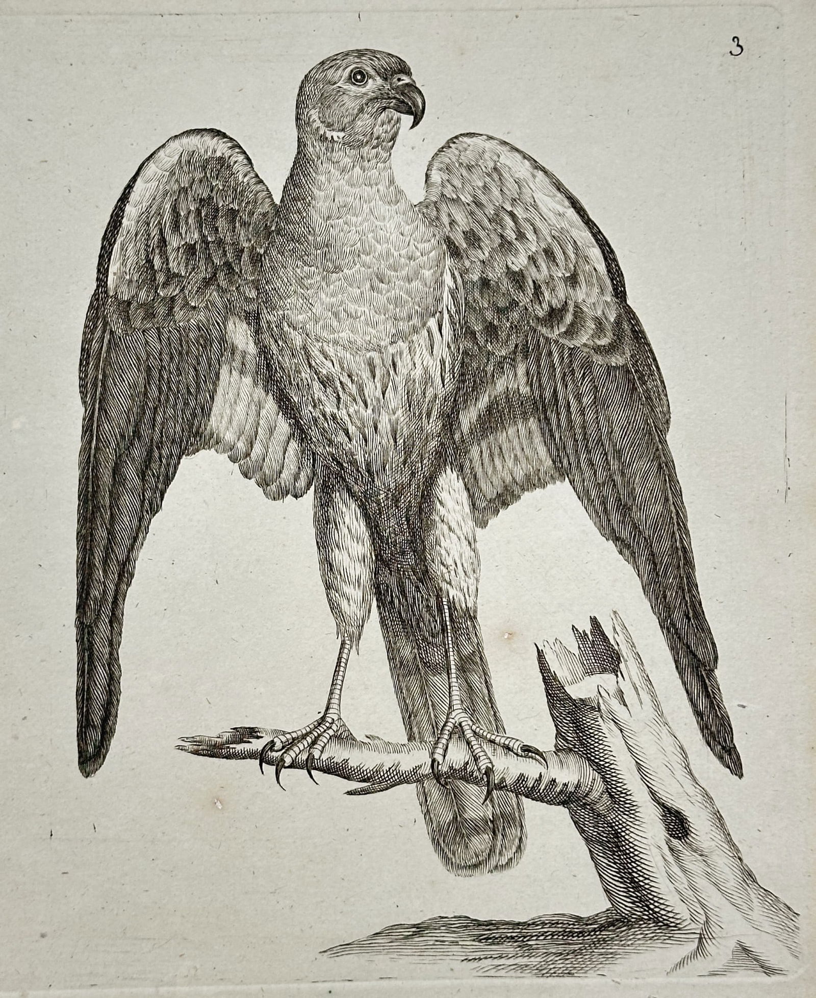 Unknown – The Goshawk – Engraving (c. 1766) (1 of 2)
