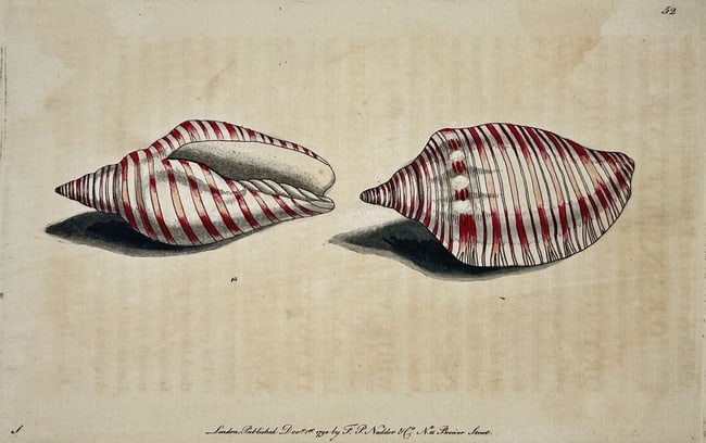 Richard Polydore Nodder – Study of Two Striped Conches/Whelks – Engraving (1 of 2)