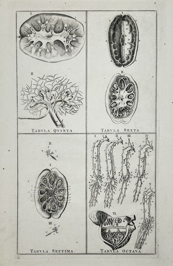 Bartolomeo Eustachi (1514–1574) – Anatomical Studies of the Kidney – Engraving: This engraving combines four distinct plates (Tabula Quinta through Octava), displaying detailed anatomical studies of the human kidney, including cross-sections and magnified views of the renal pelvi