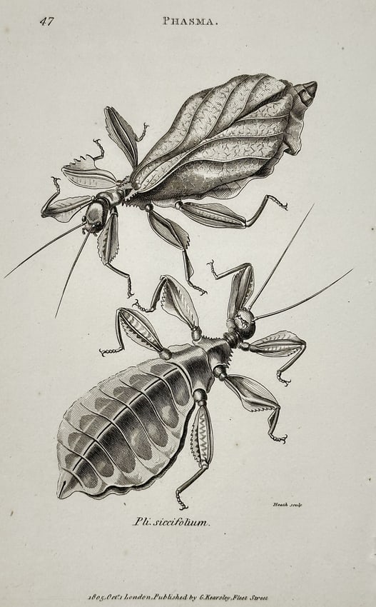 George Shaw (1751–1813) – Study of a Leaf Insect (Phasma siccifolium) – Engraving (1 of 2)