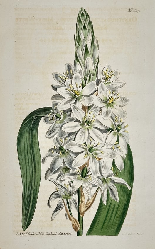 William Curtis – Star-of-Bethlehem (Ornithogalum species) – Engraving (1 of 2)