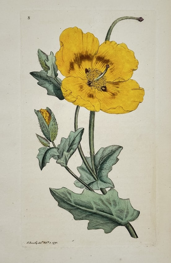 James Sowerby (1757–1822) – Yellow Wild Flower (Meconopsis or Papaver species) (1 of 2)
