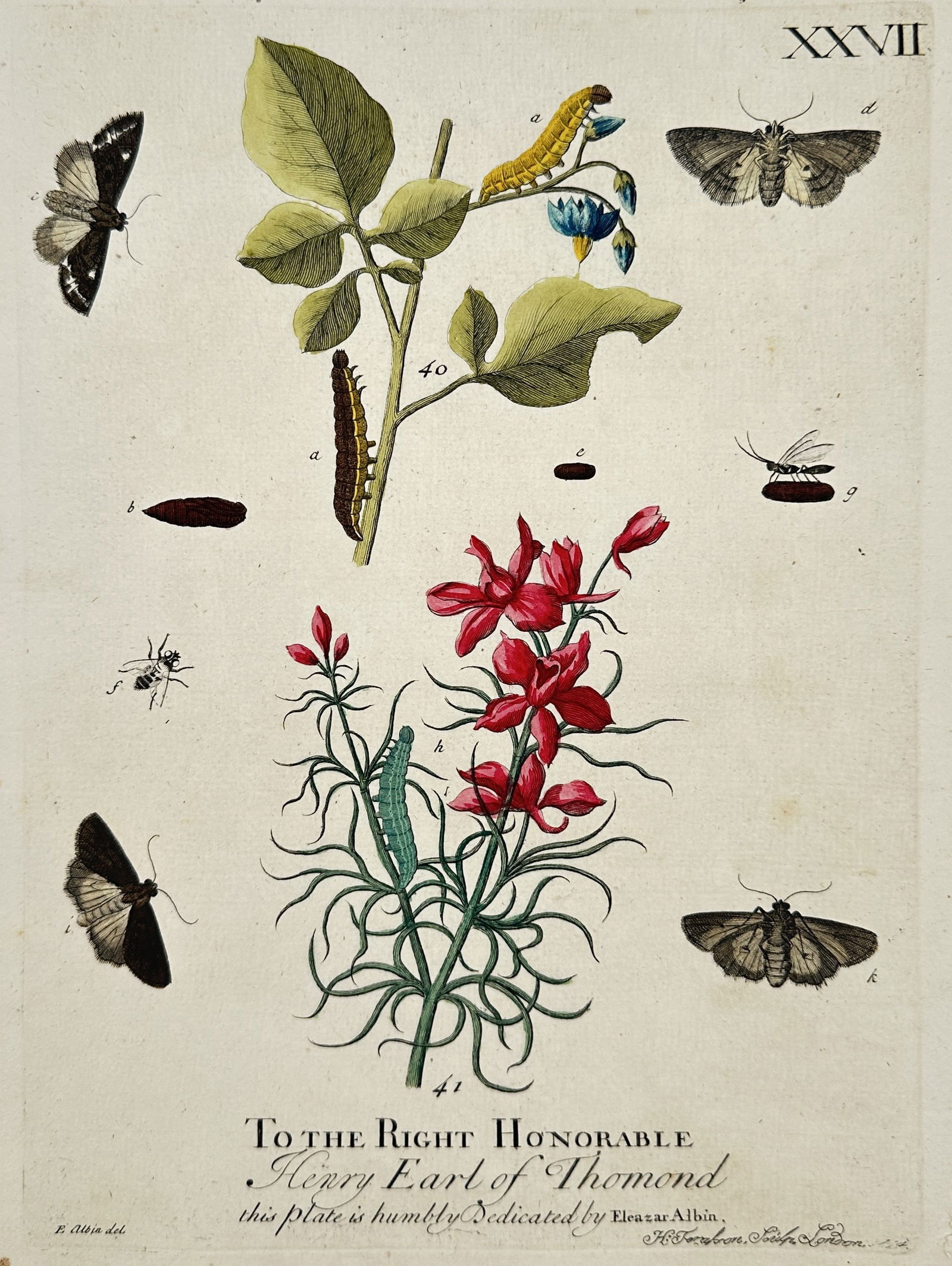 Eleazar Albin – Metamorphosis of Moths and Caterpillars on Nightshade and Larkspur – Engraving (1 of 3)
