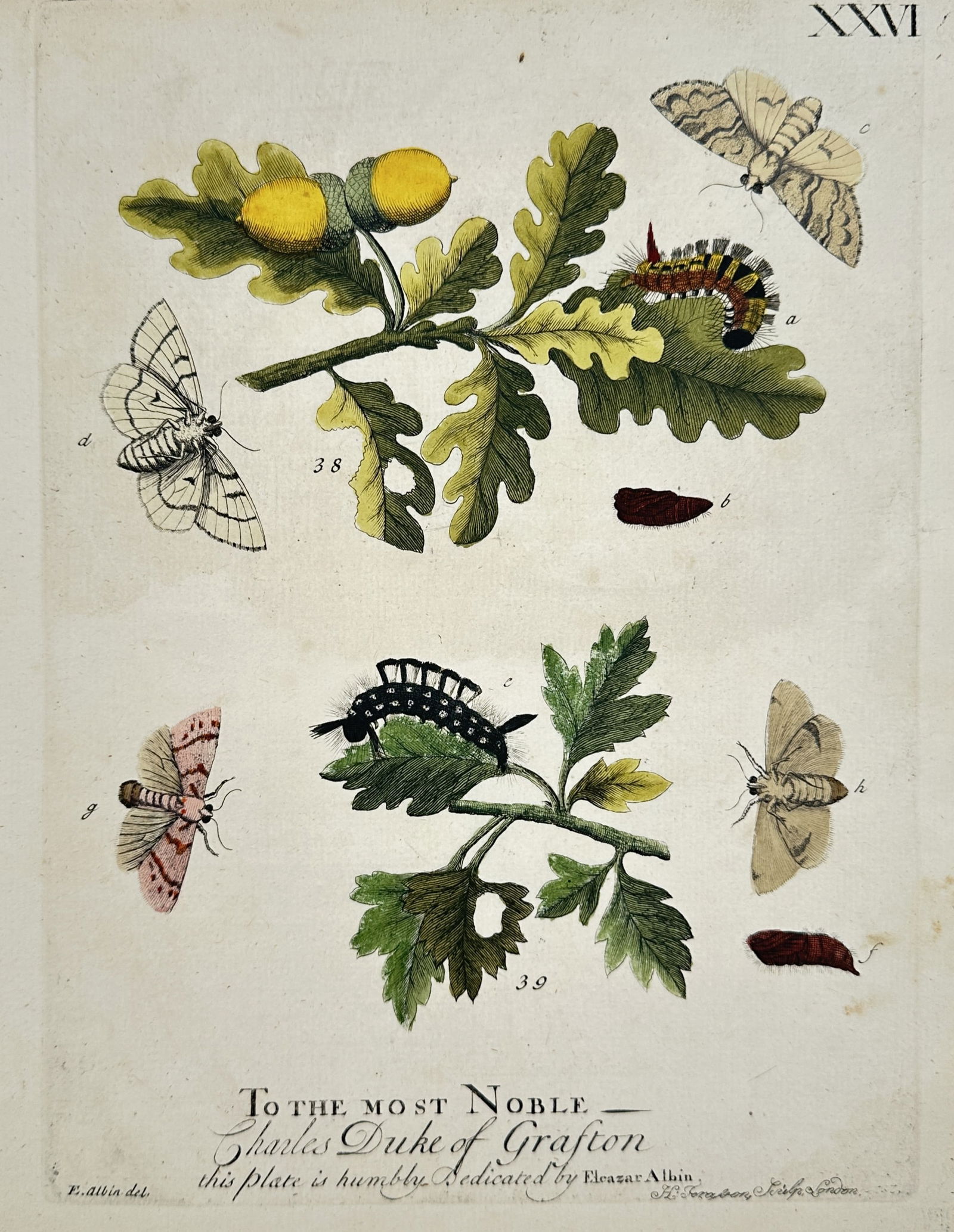Eleazar Albin – Metamorphosis of Moths and Caterpillars on Oak and Hawthorn – Engraving (1 of 3)
