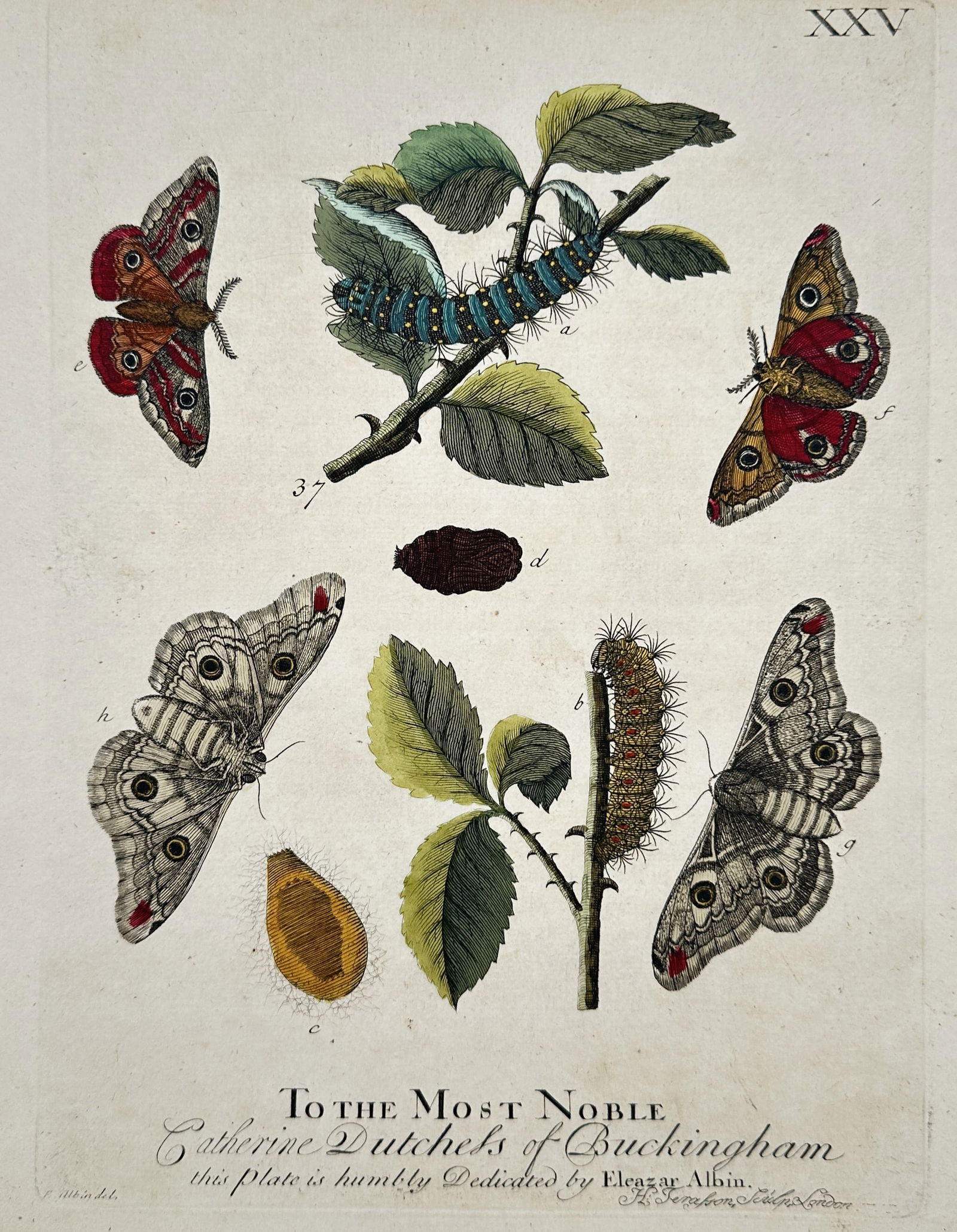 Eleazar Albin – Metamorphosis of Moths and Caterpillars on Rose and Hawthorn – Engraving (1720) (1 of 3)
