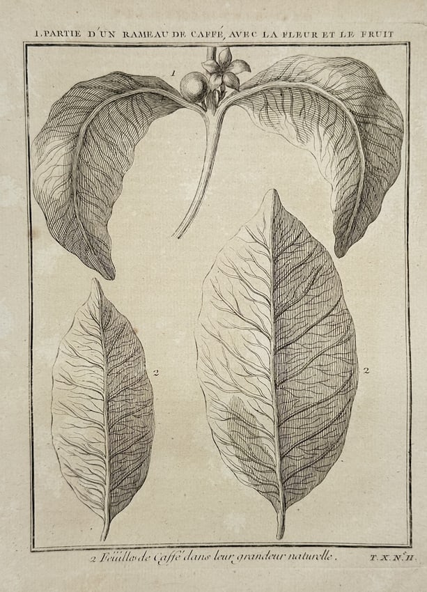Jacques-Nicolas Bellin – Illustration of Coffee Plant Branch with Flowers - Engraving: This engraving depicts a botanical study of a coffee plant, showcasing a branch with attached leaves, small blossoms, and developing fruit. The lower portion of the illustration features two individua
