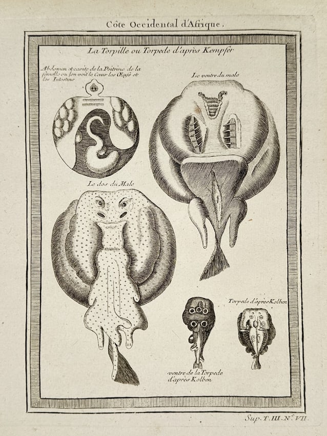 Pierre Quentin Chedel (1705–1762) - Anatomy of the Torpedo Ray (West Coast) (1 of 2)