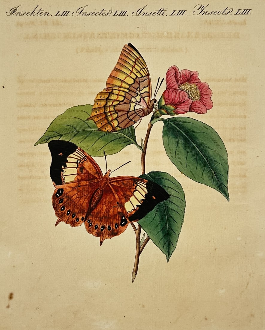 Friedrich Justin Bertuch – Two Butterflies on a Flowering Branch – Engraving (18th Century) (1 of 3)