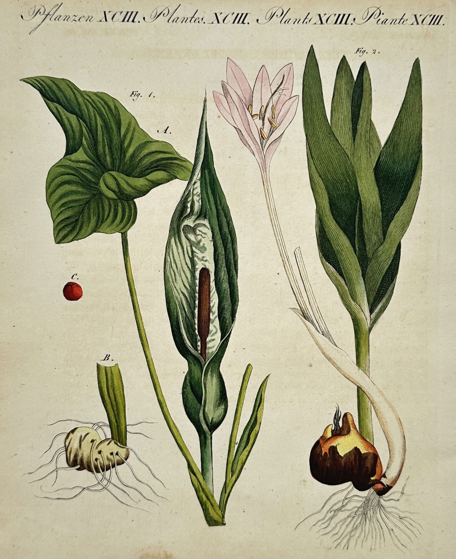 Friedrich Justin Bertuch – Botanical Study of Arum and Autumn Crocus – Engraving (18th Century) (1 of 3)