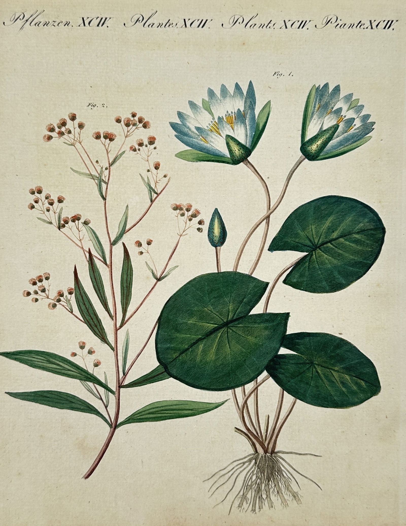 Friedrich Justin Bertuch – Botanical Study of Water Lily and Water-Plantain – Engraving: "Pflanzen." This hand-coloured engraving illustrates two distinct aquatic botanical specimens. On the right is a white water lily (Nymphaea alba), shown with two large blossoms in bloom, a closed bud,