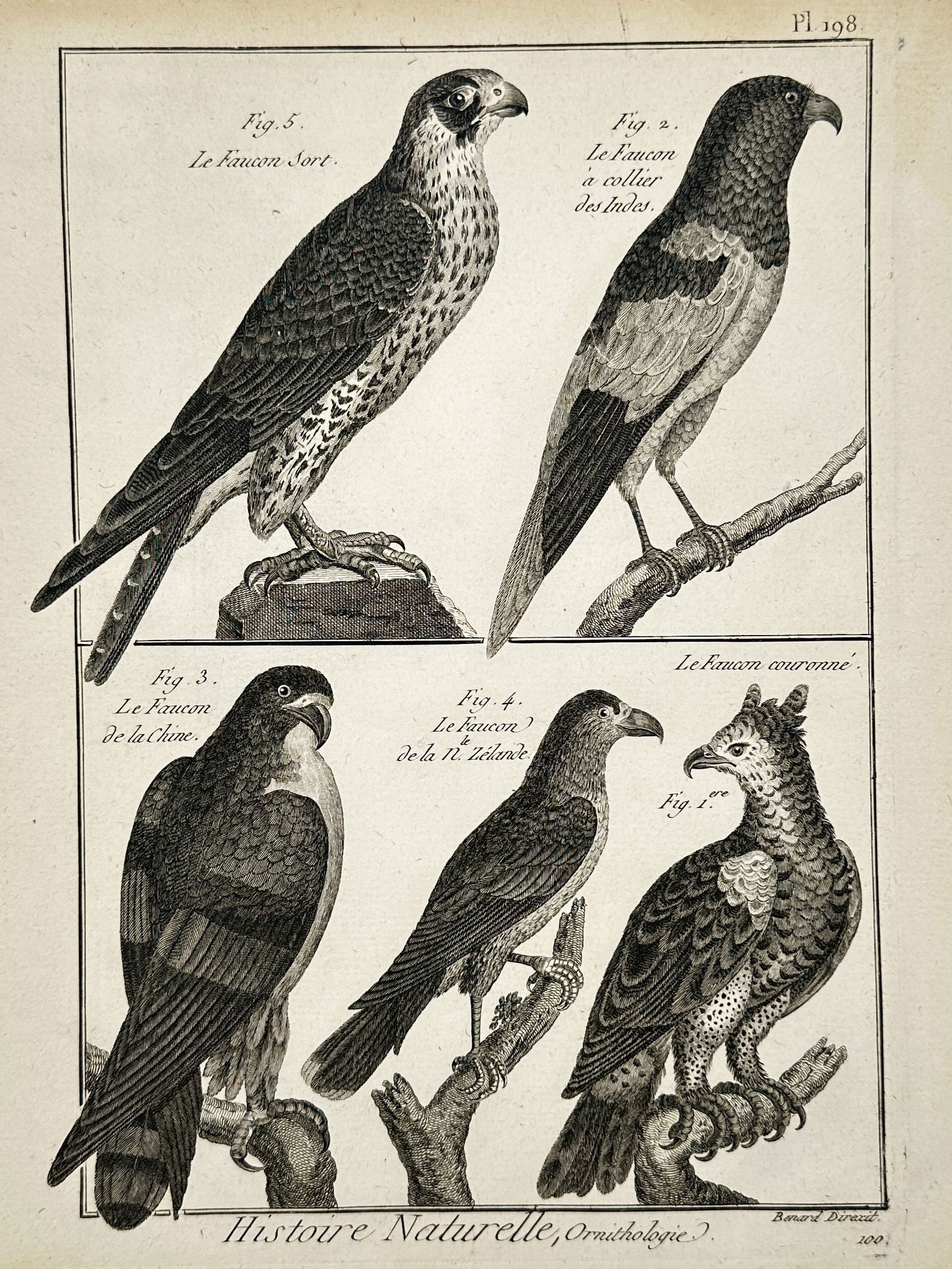 Robert Bénard (1734–1777) – Natural History: Ornithology of Falcons – Engraving (1780): "Histoire Naturelle, Ornithologie." This engraving illustrates five distinct species of birds of prey, specifically falcons and eagles, in various perched poses. The upper register features the Falcon