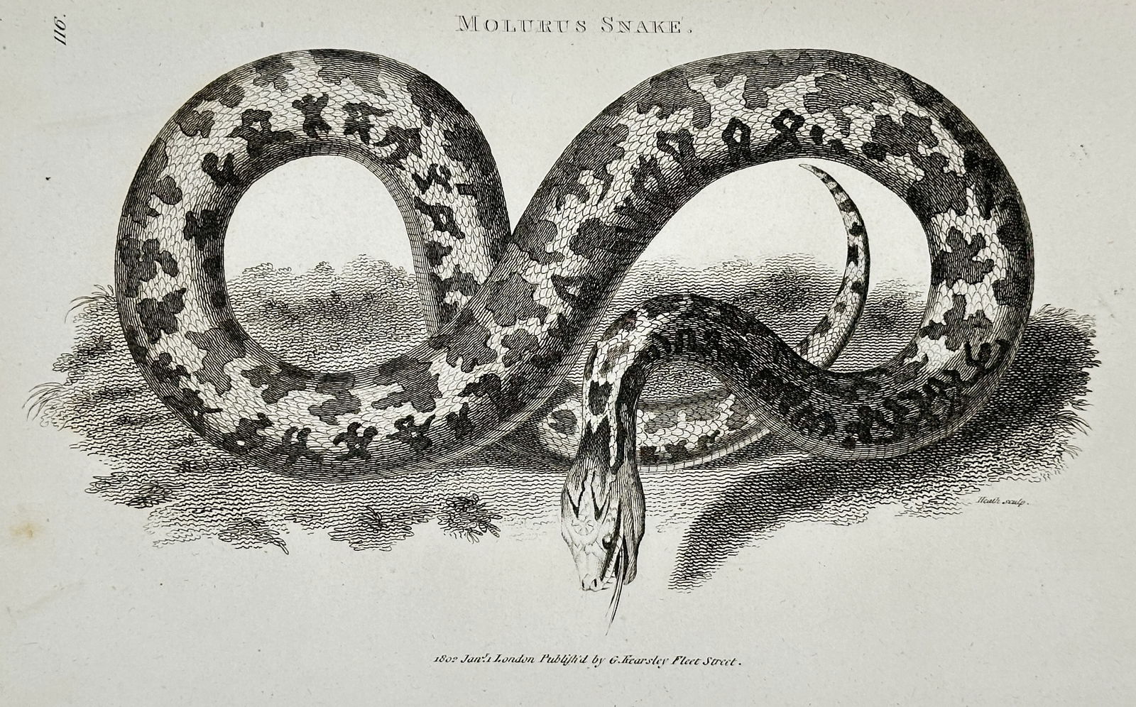 George Shaw (1751–1813) – Natural History Study of a Molurus Snake – Engraving (1 of 2)