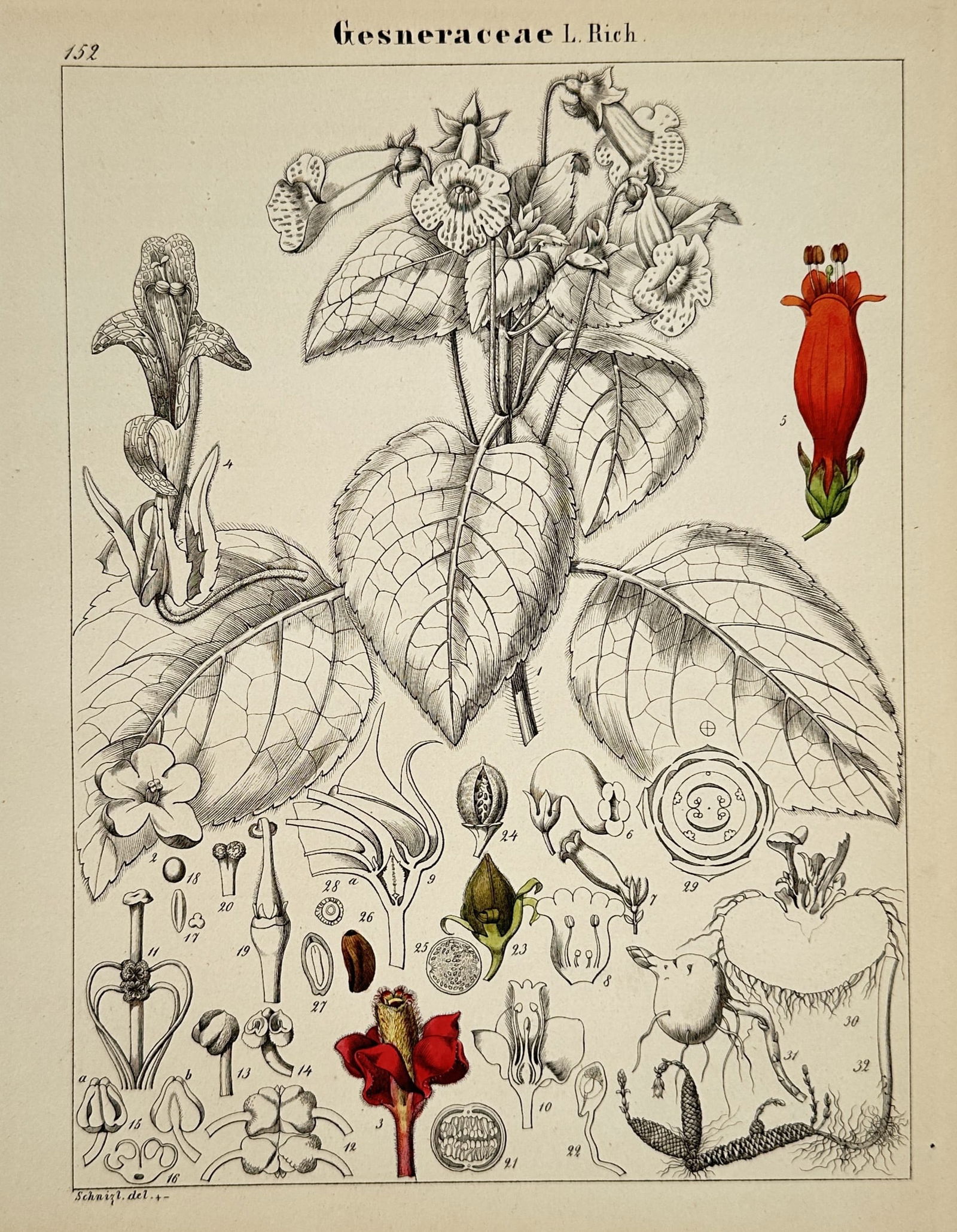 Adalbert Schnizlein (1814–1868) – Botanical Study of Gesneriaceae – Hand-coloured (1 of 2)