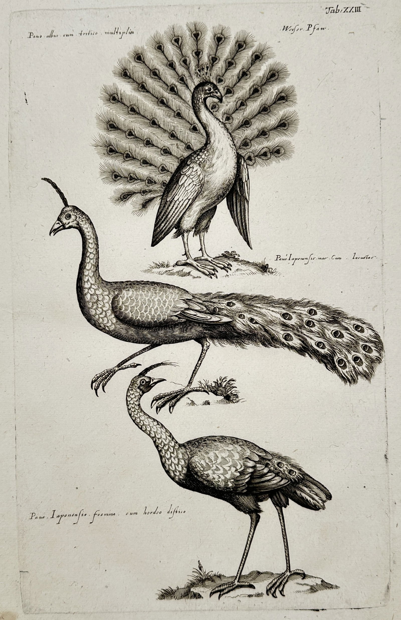 Jan Jonston (1603–1675) – Three Studies of Peacocks – Engraving (1650) (1 of 2)