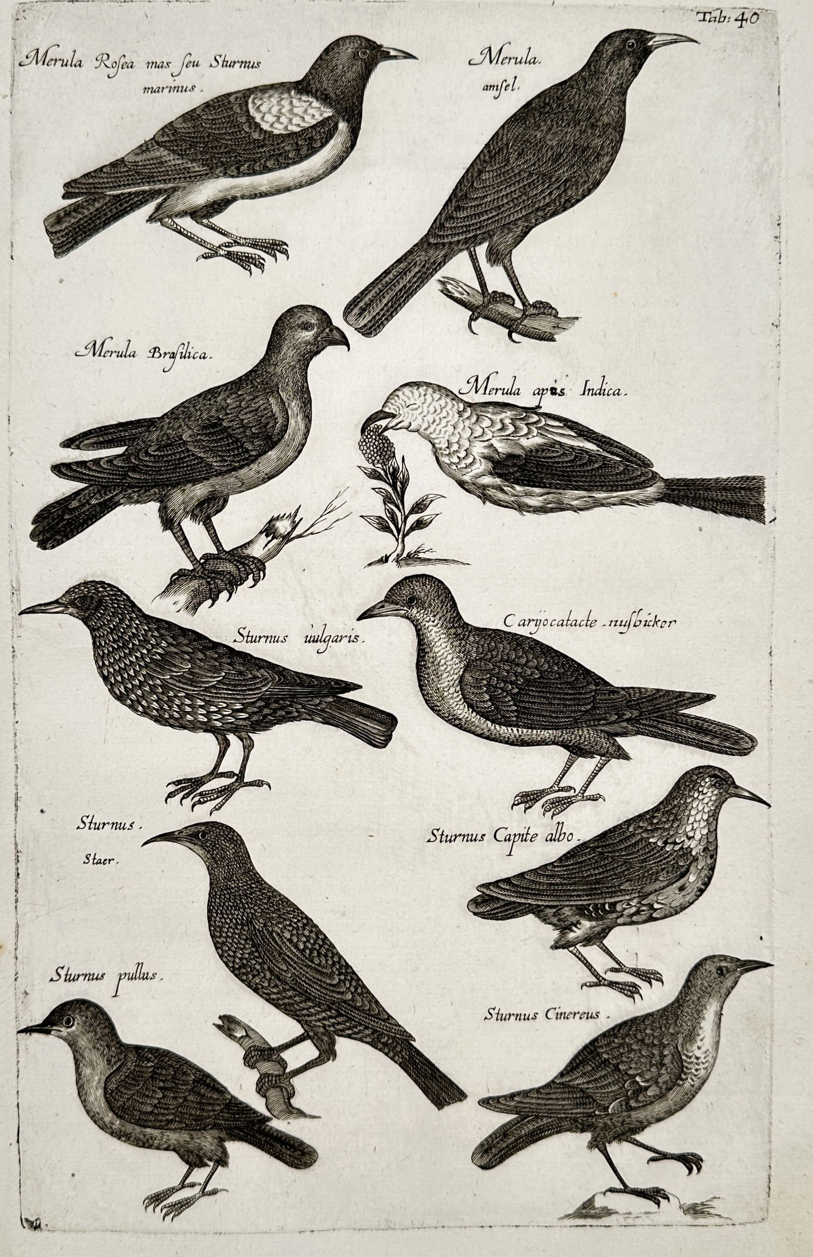 Jan Jonston (1603–1675) – Studies of Starlings and Blackbirds – Engraving (1650) (1 of 2)