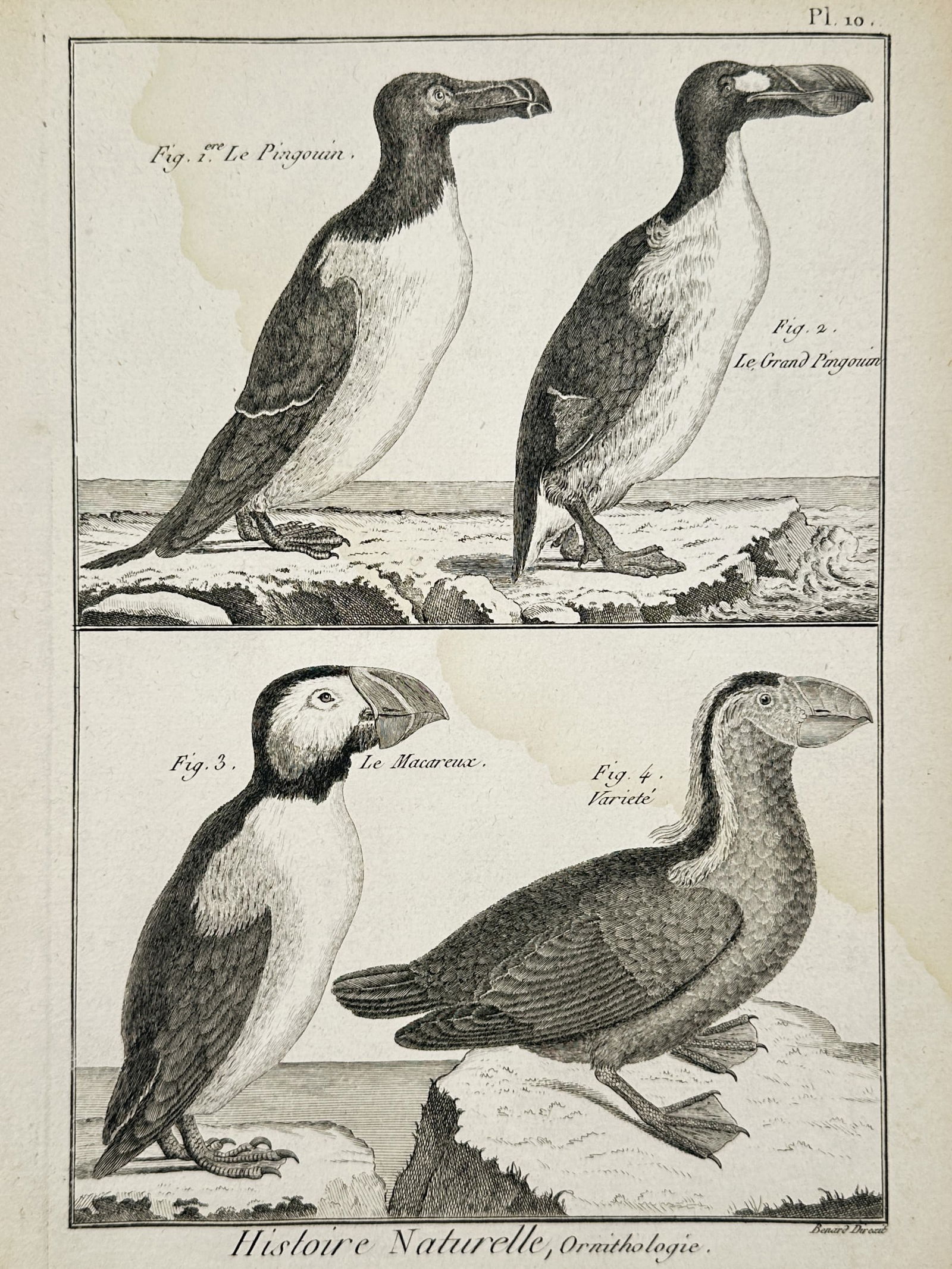Robert Benard (1734-1785) – Ornithology Penguins and Puffins – Engraving (1771): "Histoire Naturelle, Ornithologie" This engraving presents a comparative study of several seabird species in a coastal environment. The upper register features two large auks or penguins standing on a