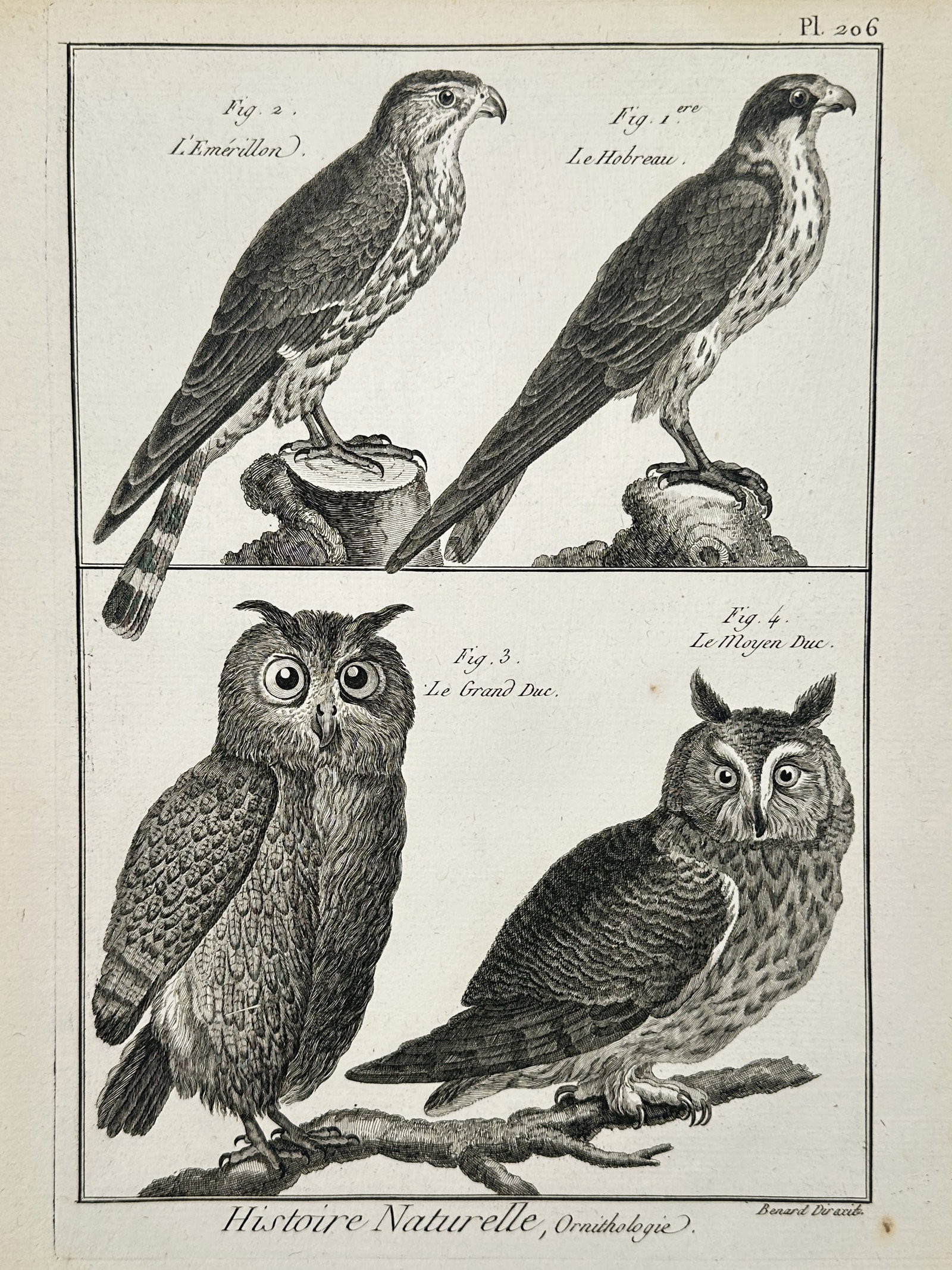 Robert Benard (1734-1785) – Ornithology Owls and Falcons – Engraving (1771): "Histoire Naturelle, Ornithologie" This engraving presents a comparative study of avian predators, featuring both diurnal and nocturnal species. The upper register depicts a Merlin and a Eurasian Hobb