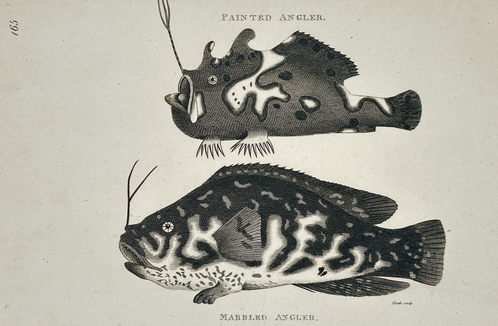 George Shaw (1751-1813) – Painted Angler and Marbled Angler – Engraving (1804): "Painted Angler, Marbled Angler" This engraving presents a comparative study of two anglerfish species, focusing on their unique camouflage patterns and specialized anatomical features. The upper figu