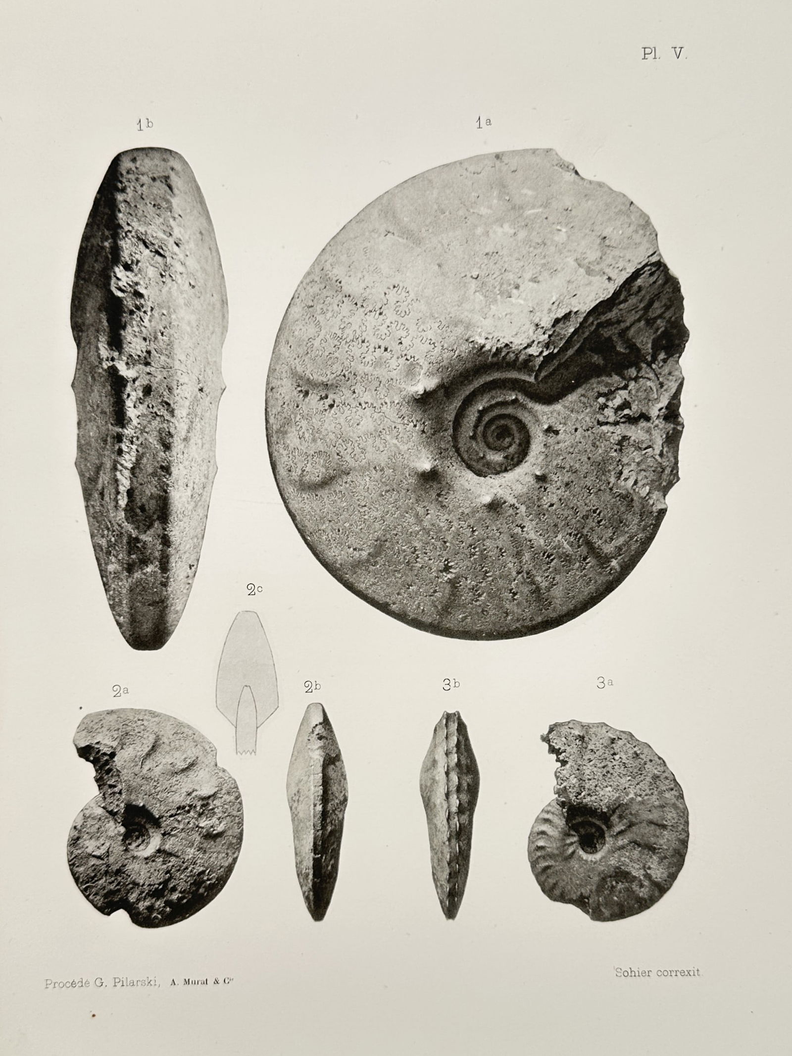 Erhard Frères – Paleontological Illustrations of Ammonite Fossils – Lithograph (1894) (1 of 2)
