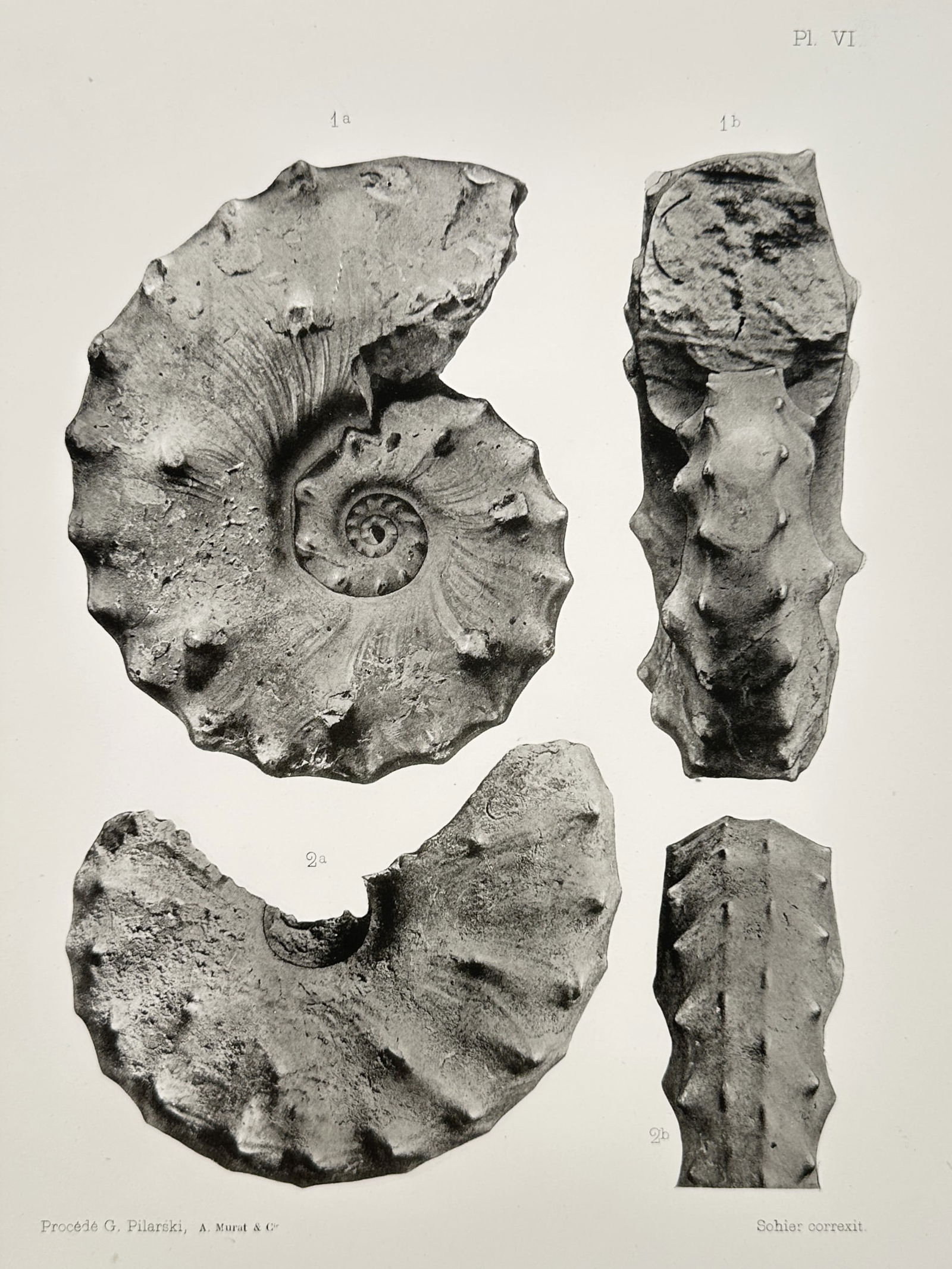 Erhard Frères – Scientific Documentation of Fossilized Ammonites – Lithograph (1894) (1 of 2)
