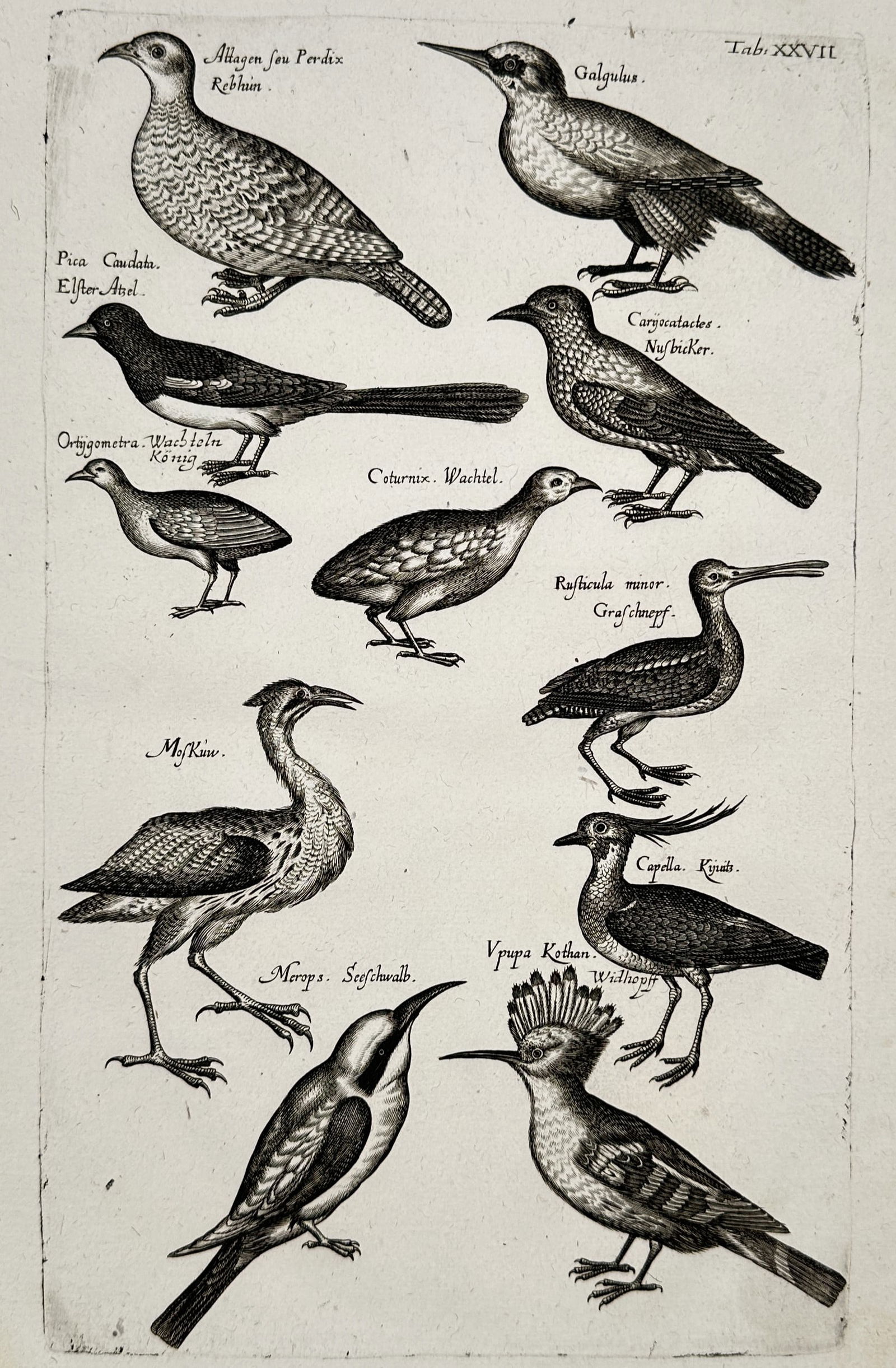 John Jonston (1603–1675) – Ornithological Studies of European Birds – Engraving (1650–1653) (1 of 2)