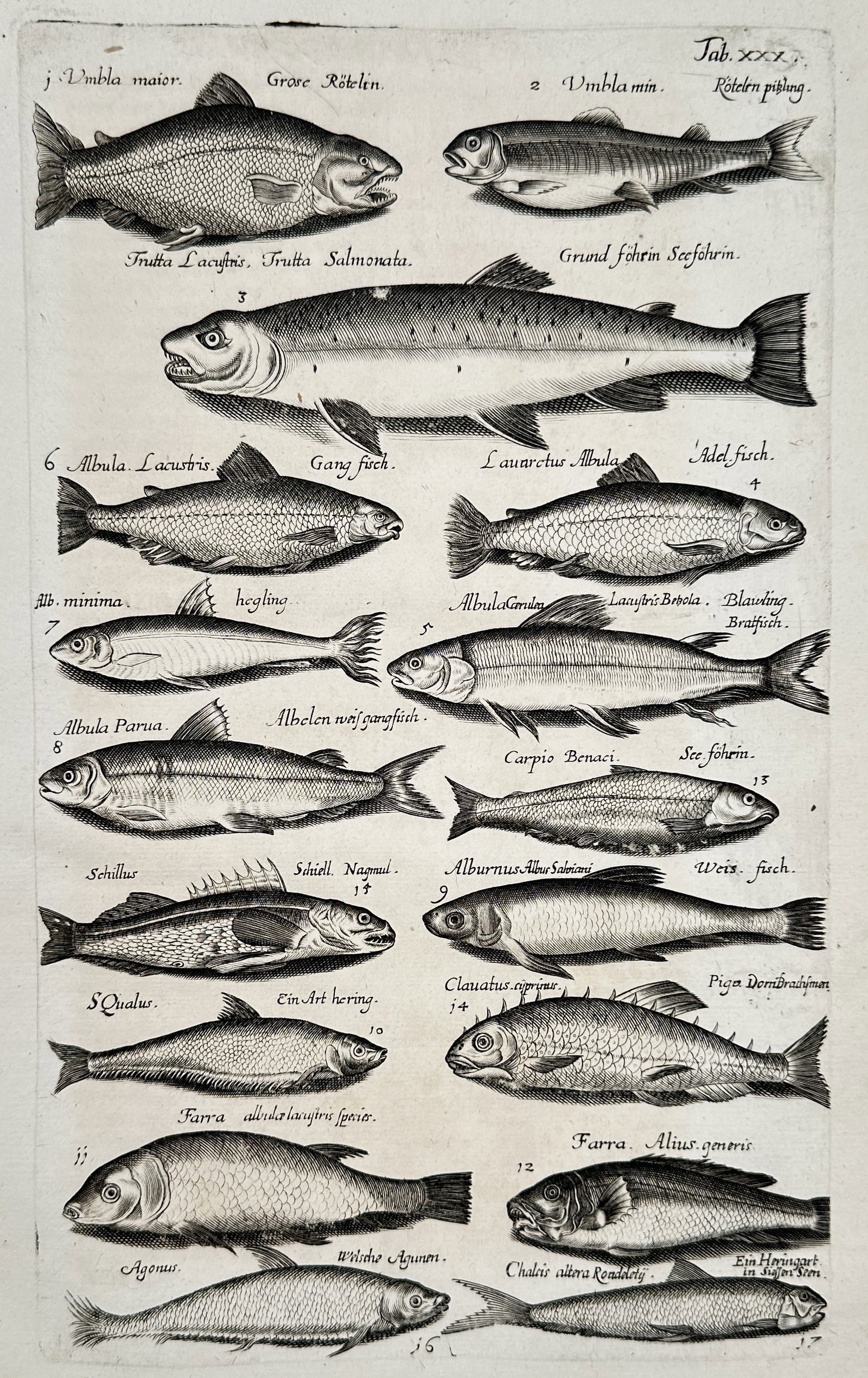 John Jonston (1603–1675) – Ichthyological Studies of European Fish – Engraving (1650–1653) (1 of 2)