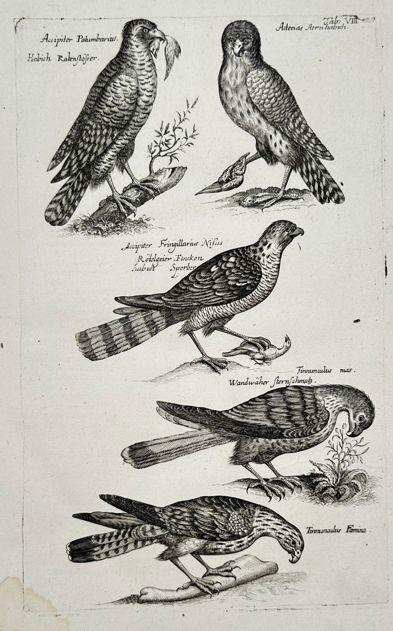 John Jonston (1603–1675) – Ornithological Studies of European Birds of Prey – Engraving (1 of 2)