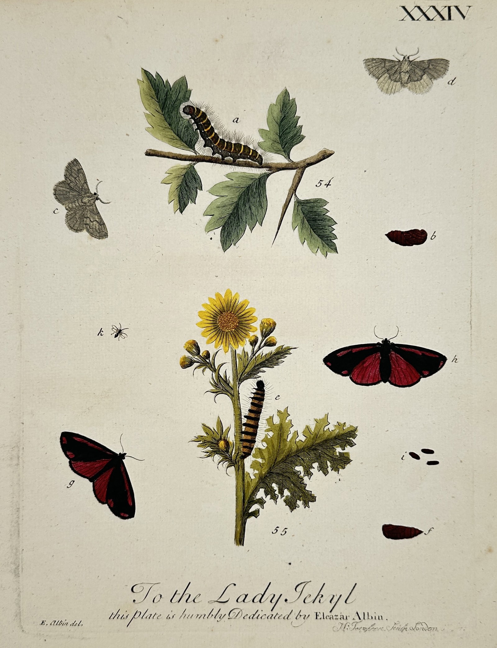 Eleazar Albin (Active 1713–1759) – Natural History of Moths and Larvae on Hawthorn and Ragwort (1 of 2)
