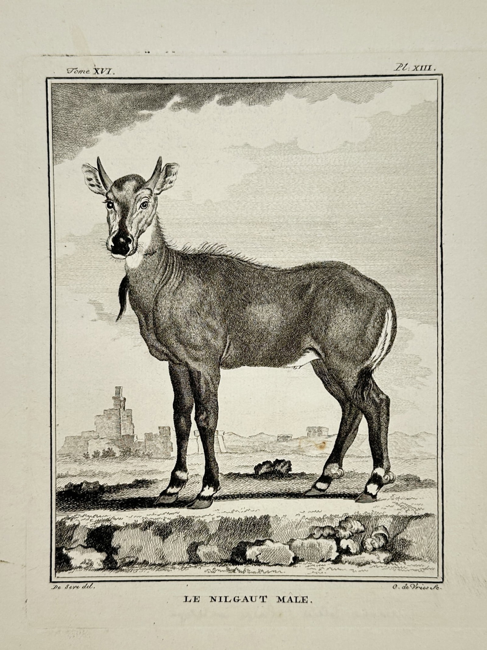 Jacques de Sève (Active 1742–1788) – Male Nilgai – Engraving (1764) (1 of 2)