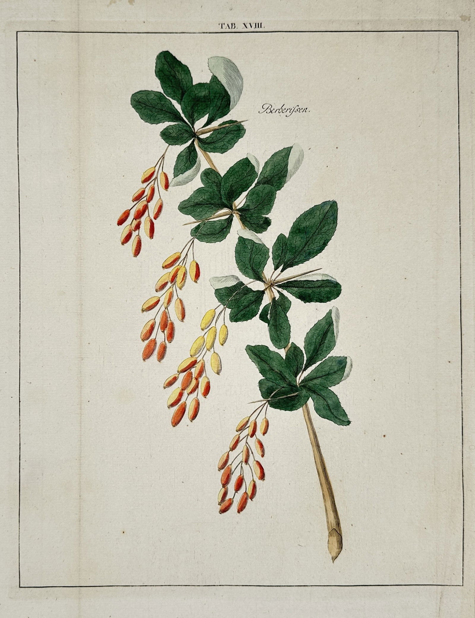 Johann Hermann Knoop (1700–1769) – Study of Common Barberry – Hand-coloured etching (1758) (1 of 2)