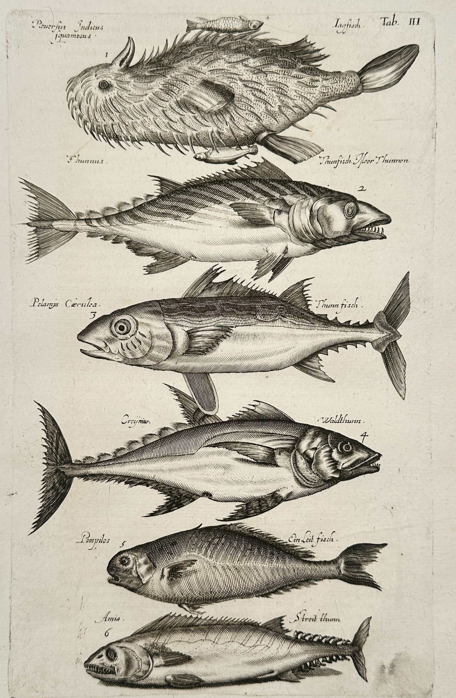 Johannes Jonston (1603-1675) – Pufferfish and Tunas – Etching (1657): "Tab III" This etching presents a taxonomic study of several marine fish species, focusing on distinctive physical characteristics such as scales, fins, and body shape. The uppermost figure depicts a