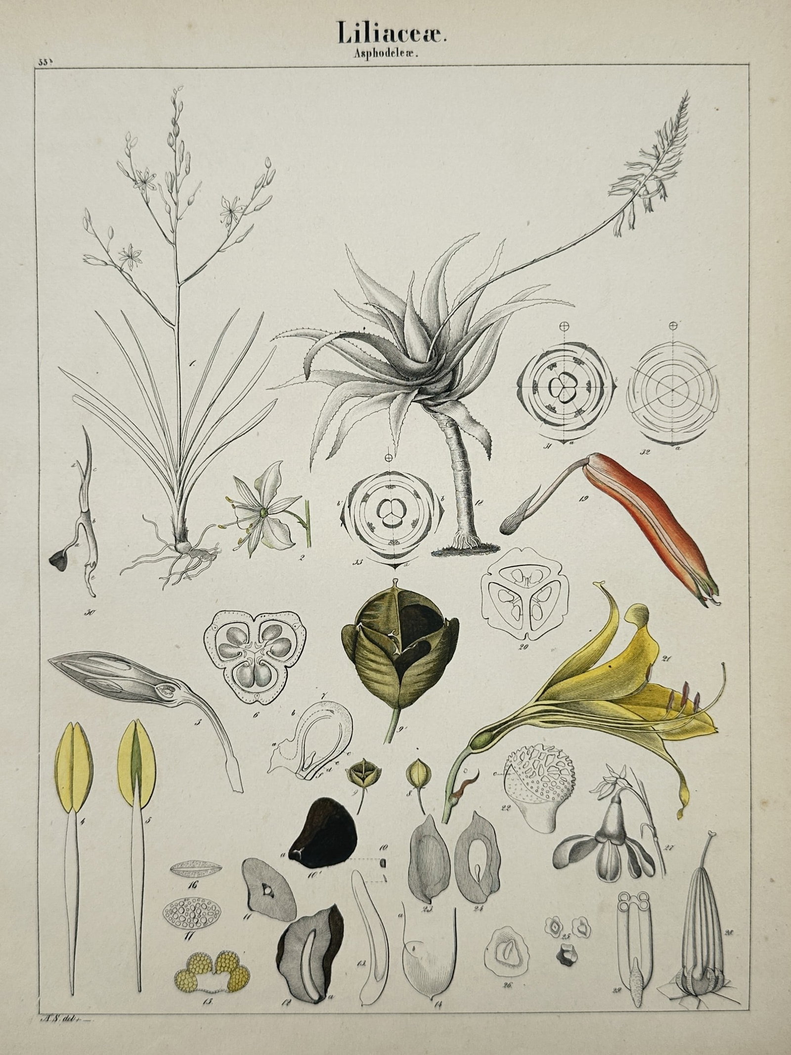 Adalbert Schnizlein (1814-1868) – Liliaceae – Lithograph (Hand-coloured) (1843) (1 of 2)