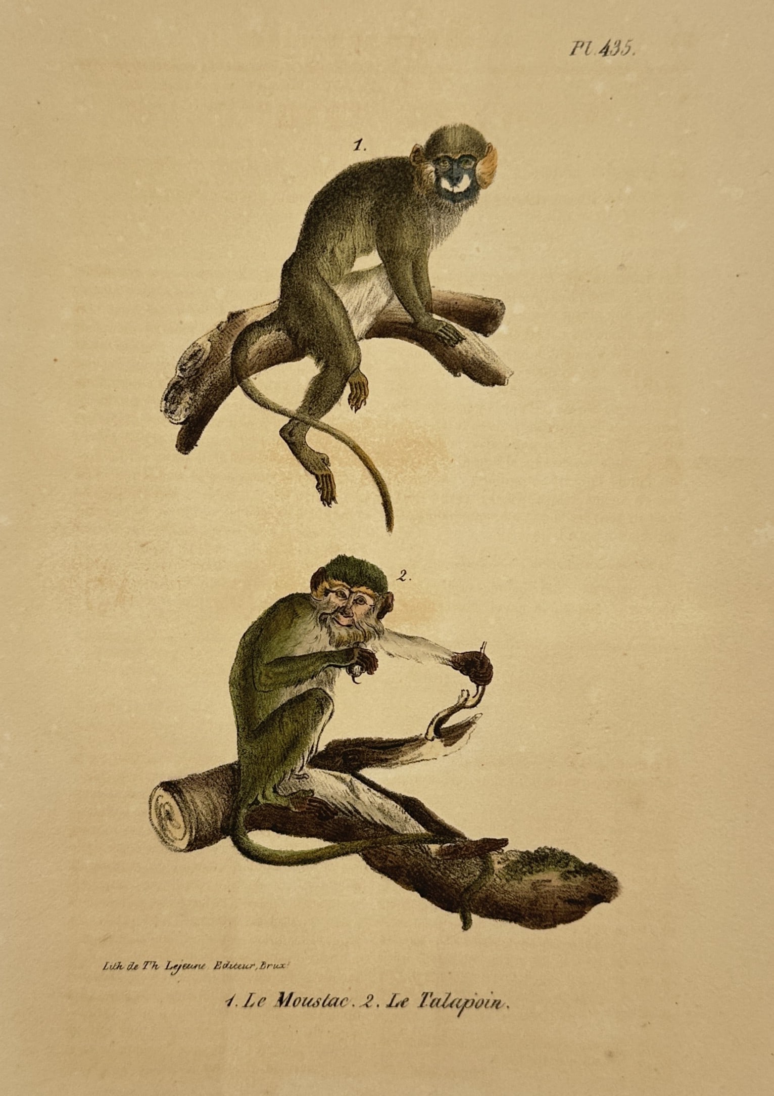 George-Louis Leclerc, Comte de Buffon (1707-1788) – Moustac and Talapoin: "1. Le Moustac. 2. Le Talapoin." This hand-coloured lithograph features two small primate species in naturalistic poses. The upper figure, identified as a moustac (mustached guenon), is shown perched