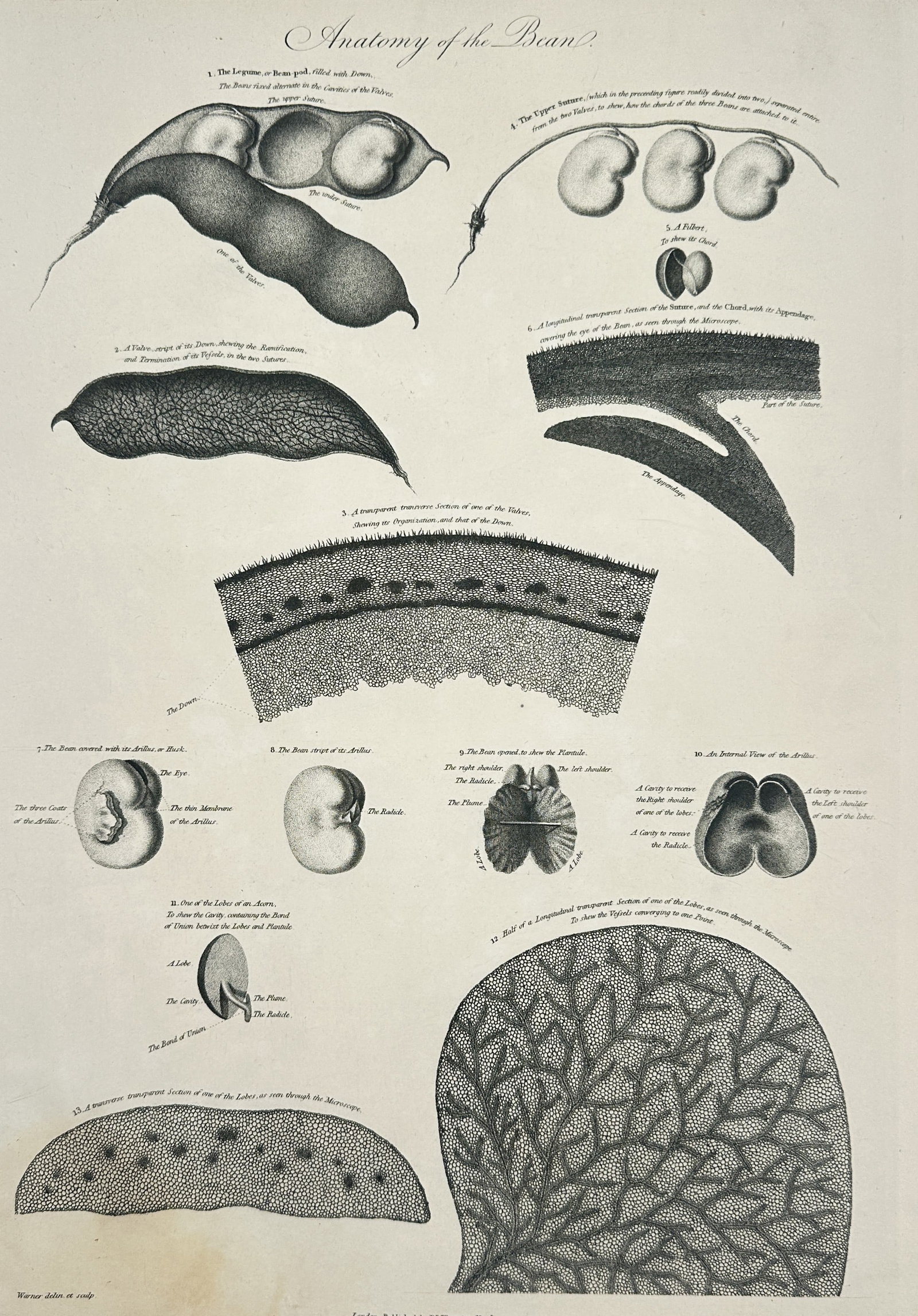 Robert John Thornton (1768-1837) – Anatomy of the Bean – Engraving (1805) (1 of 2)