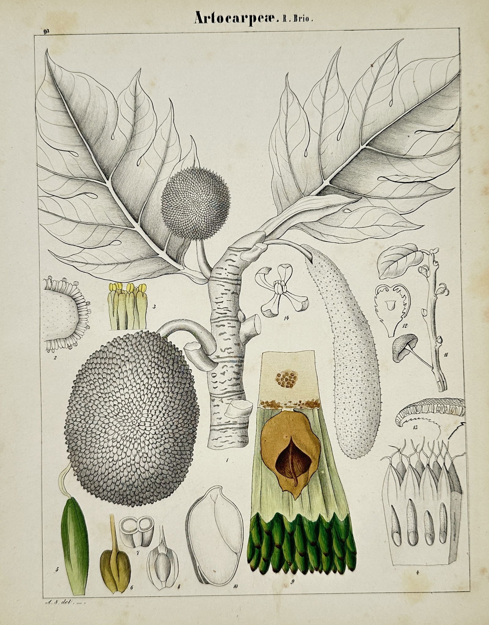 Adalbert Schnizlein (1814–1868) – Botanical Study of Artocarpeae – Hand-coloured engraving (1 of 2)