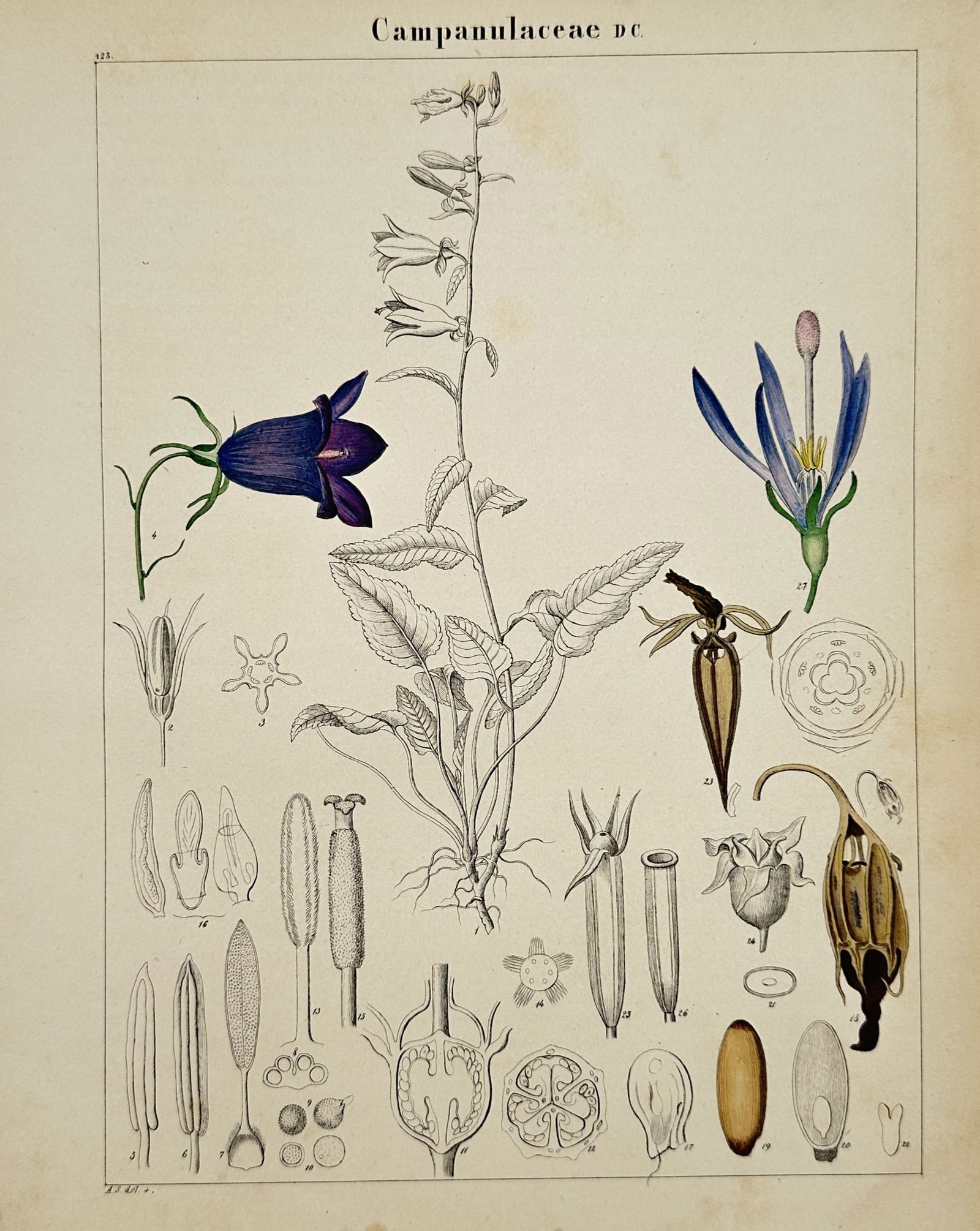 Adalbert Schnizlein (1814–1868) – Botanical Study of Campanulaceae – Hand-coloured engraving (1 of 2)