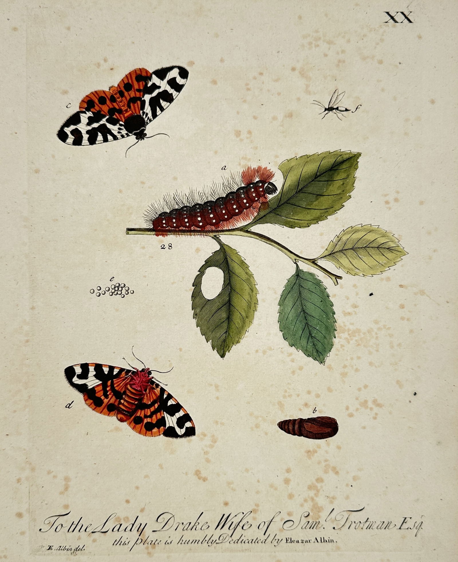 Eleazar Albin (Active 1713–1759) – Studies of Moths and Caterpillars on a Leafy Branch: "To the Lady Drake Wife of Saml. Trotman Esq. this plate is humbly Dedicated by Eleazar Albin." This hand-coloured engraving illustrates the biological progression of two distinct moth species. The co