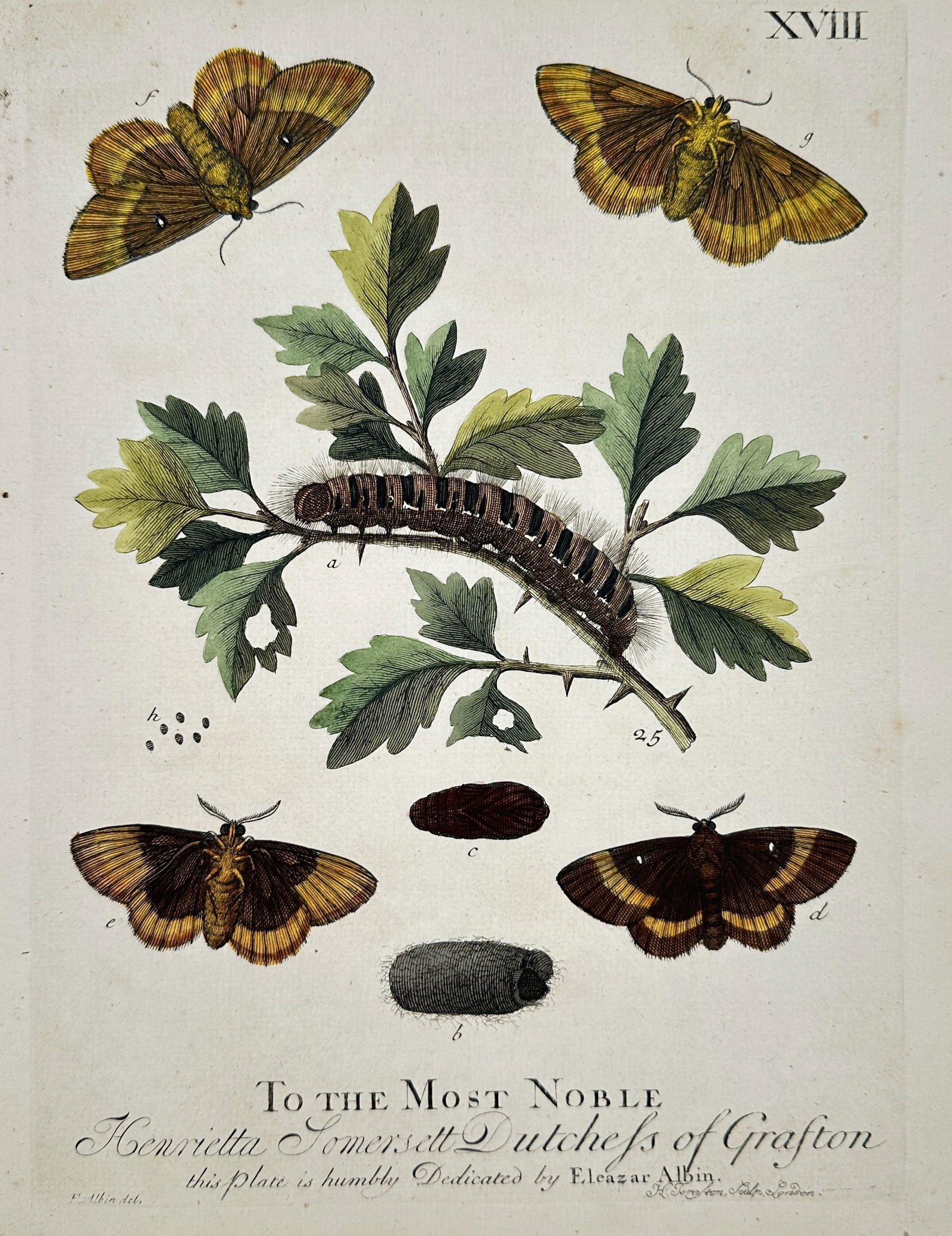 Eleazar Albin (Active 1713–1759) – Studies of Moths and Caterpillars on a Thorny Branch (1 of 2)
